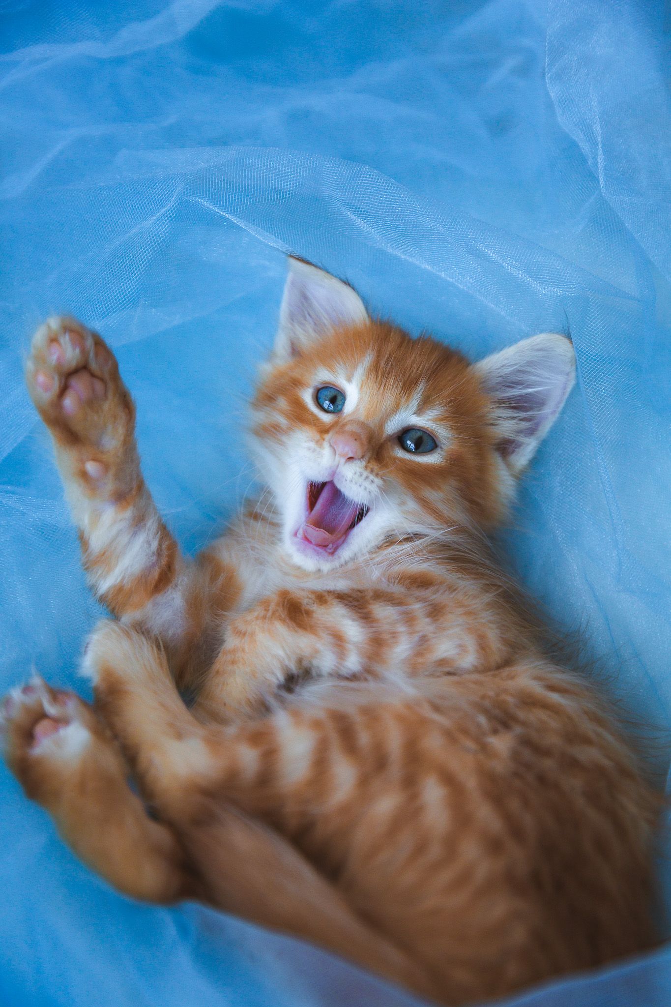A playful ginger kitten with blue eyes lies on blue fabric with paw raised and mouth open.