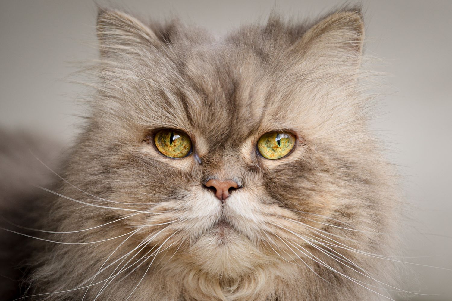 Close-up portrait of a fluffy grey Persian cat with bright yellow eyes looking at the camera.
