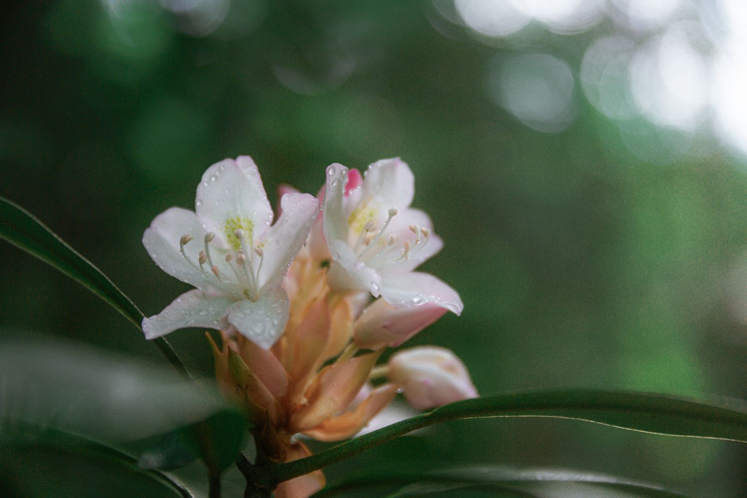 Close-up nature photography of delicate pink and white flowers with bokeh background.