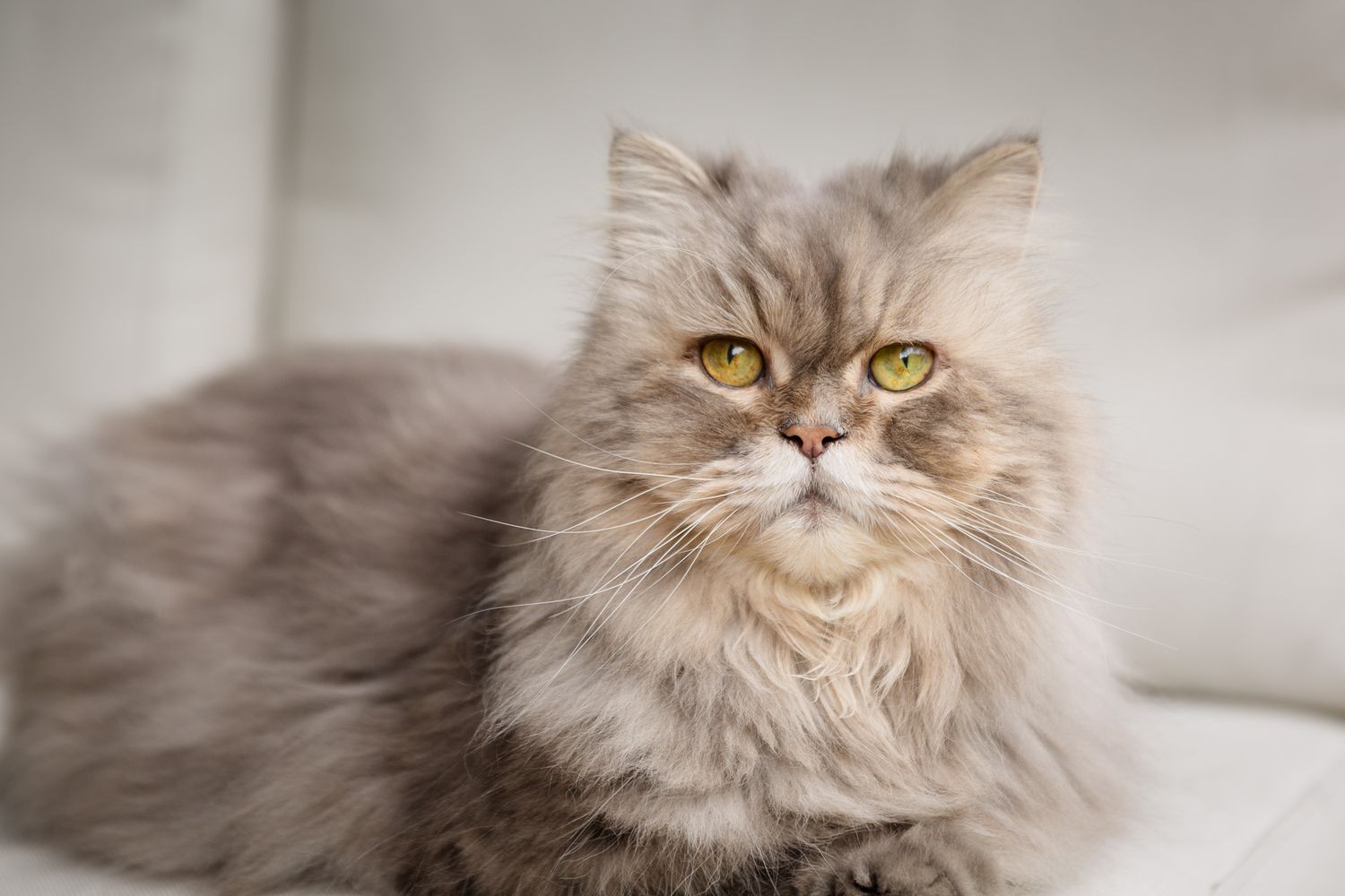 Close-up portraits of a fluffy Persian cat with light colored fur.