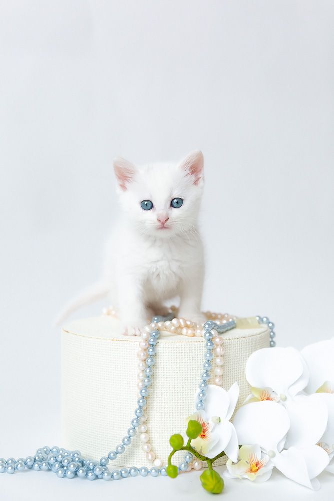 White kitten with blue eyes posed with pearls and orchid flowers.