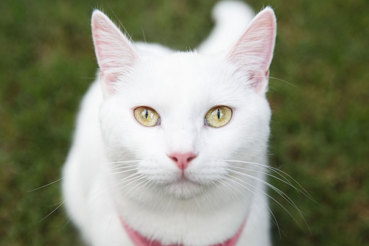 Close-up portraits of a white cat with bright yellow eyes and pink nose.