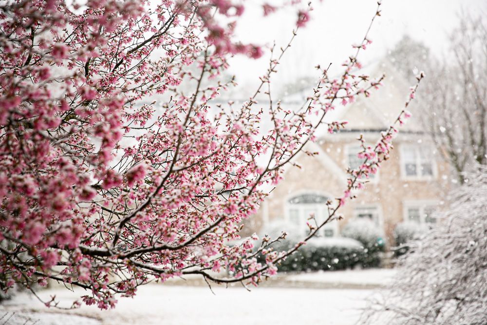 Snow-covered cherry blossom trees with pink blooms framing a residential street.