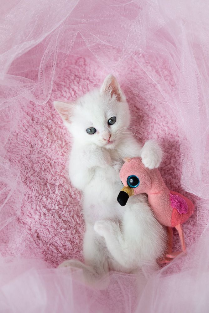 White kitten playing with pink flamingo plush toy on pink tulle background.