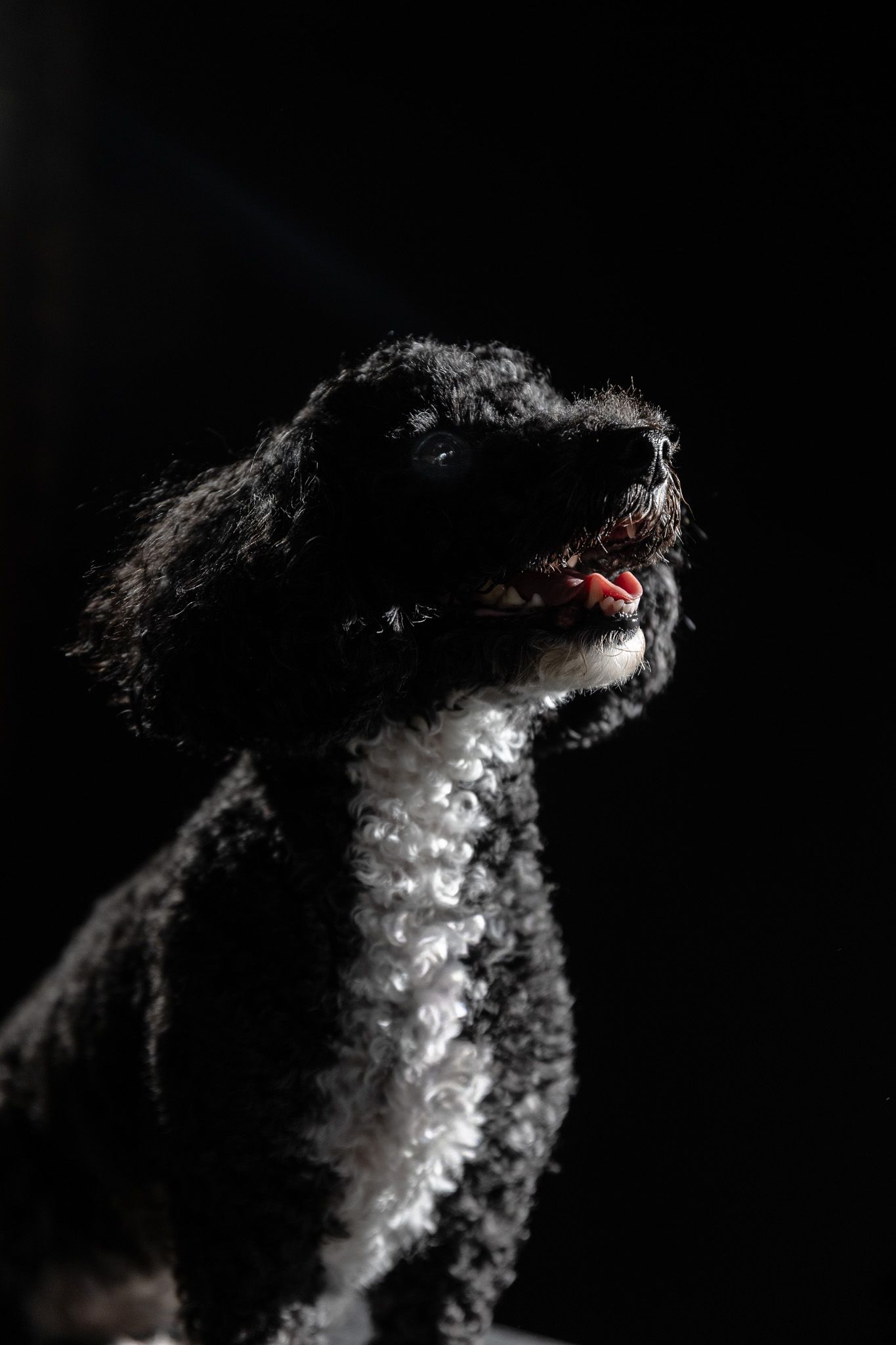 Curly-coated black and white dog with open mouth and pink tongue gazing upward in dramatic studio portrait against a dark background.