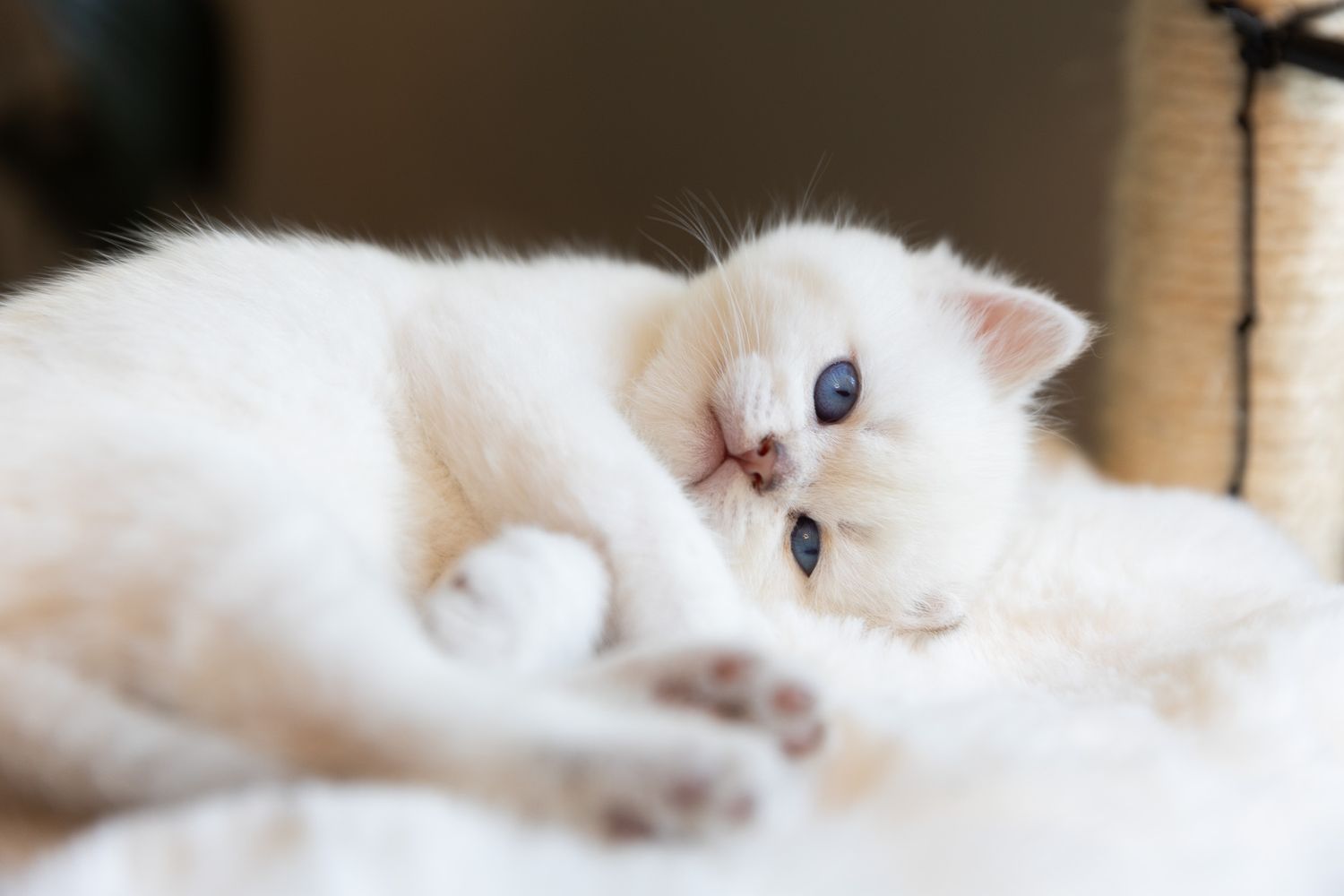 Adorable white fluffy kitten with blue eyes lying down on a soft white surface in a cozy indoor setting.