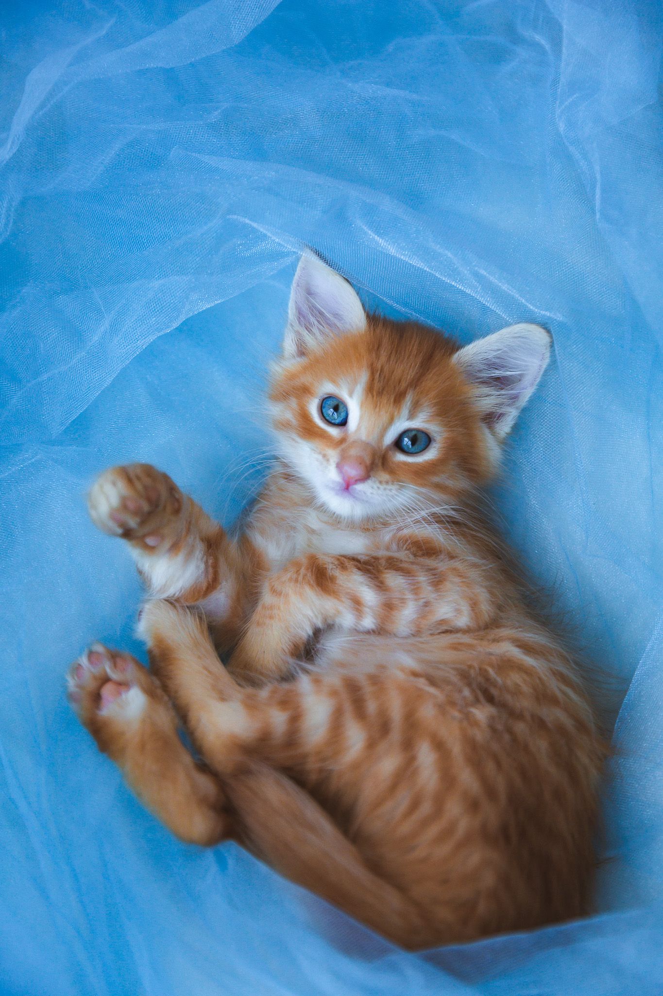 Adorable ginger kitten with bright blue eyes lying on blue tulle fabric.