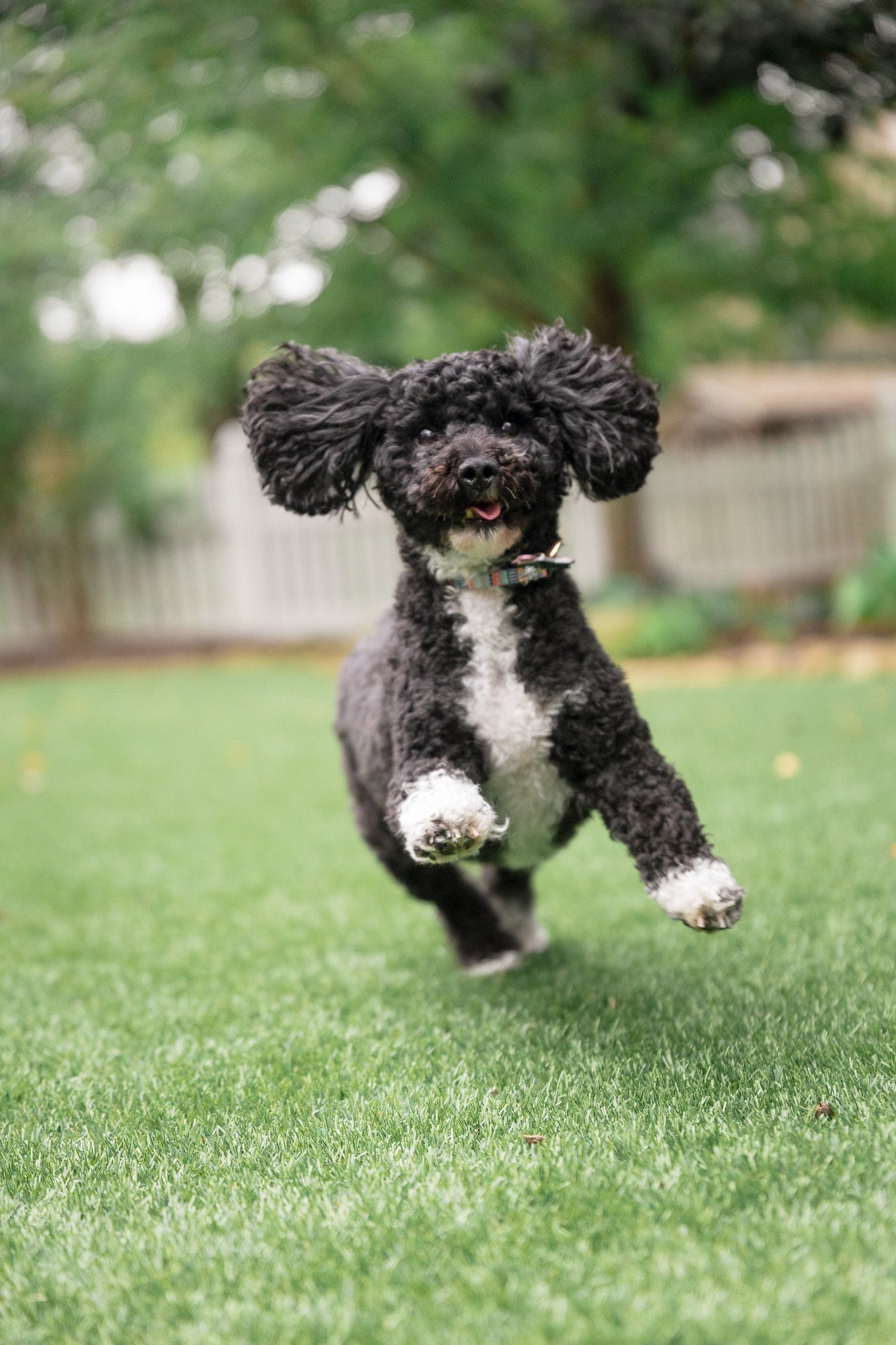 Black and white curly-haired dog with floppy ears running joyfully across a green grass lawn with a blurred fence behind.