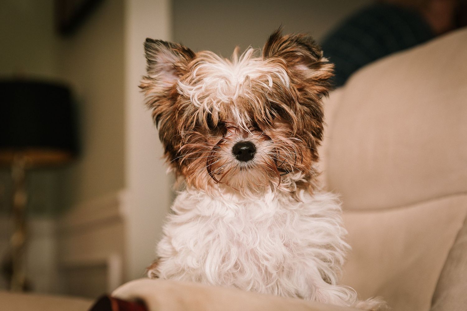 Brown and white Yorkshire terrier puppy sitting on beige chair.