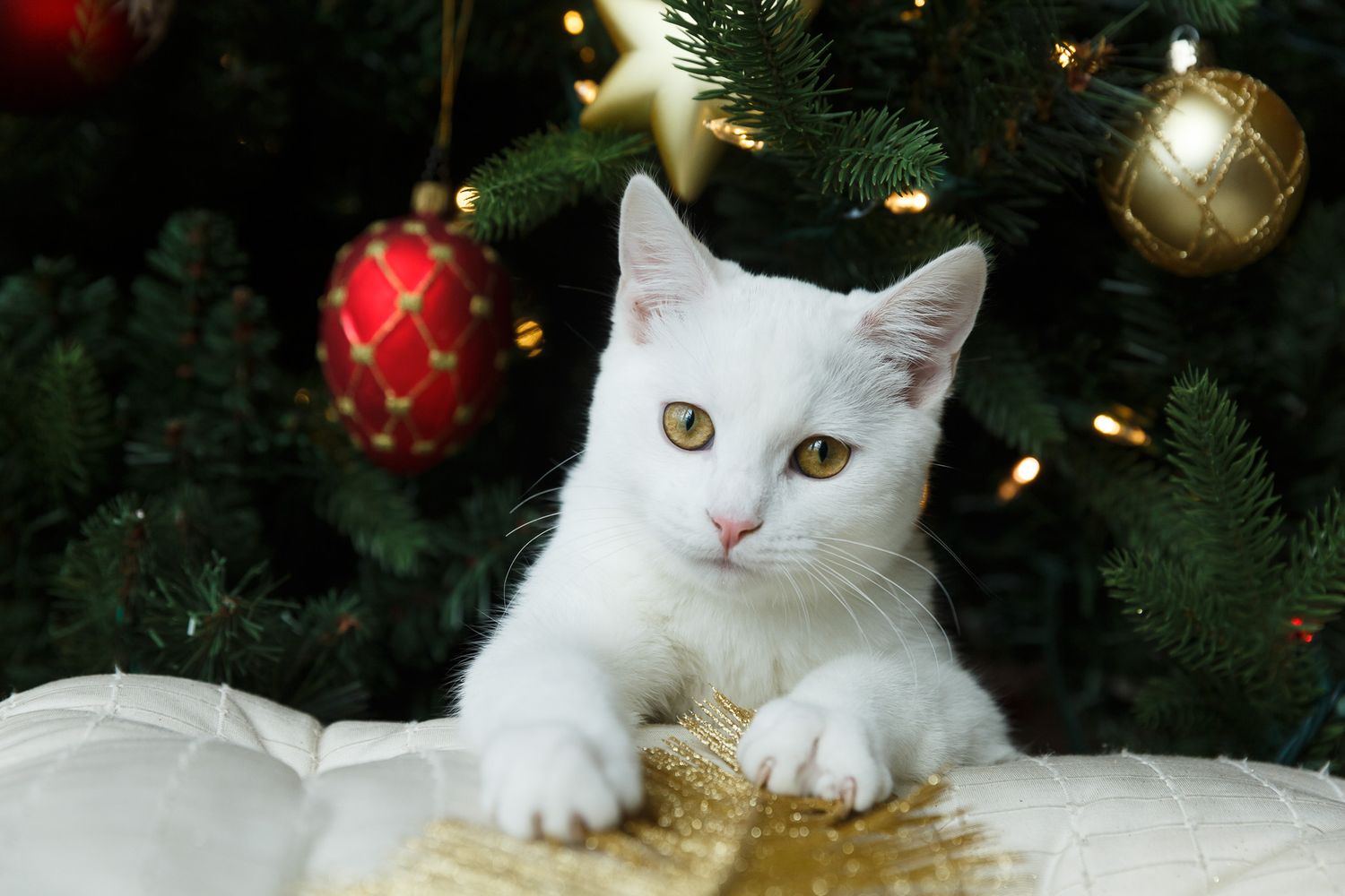 A white cat poses near a Christmas tree decorated with red and gold ornaments.