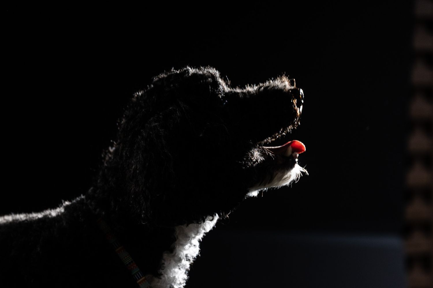 Side profile silhouette of a curly-coated black and white dog with a red ball in its mouth, dramatically backlit against a dark background.