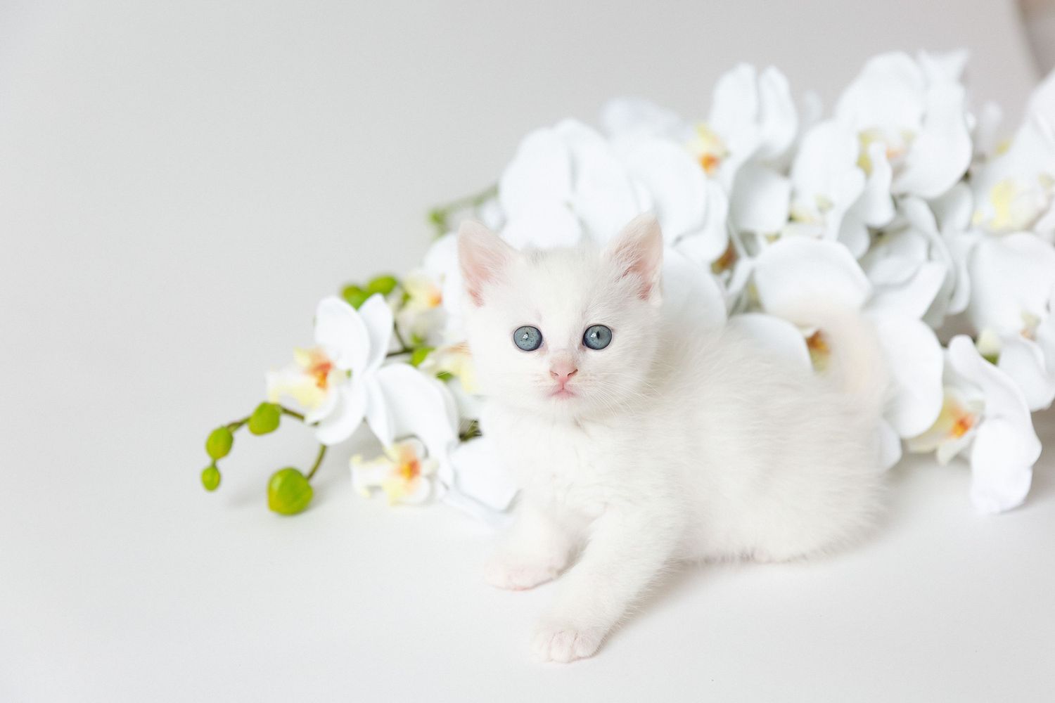 White kitten lying among white orchid flowers on light background.