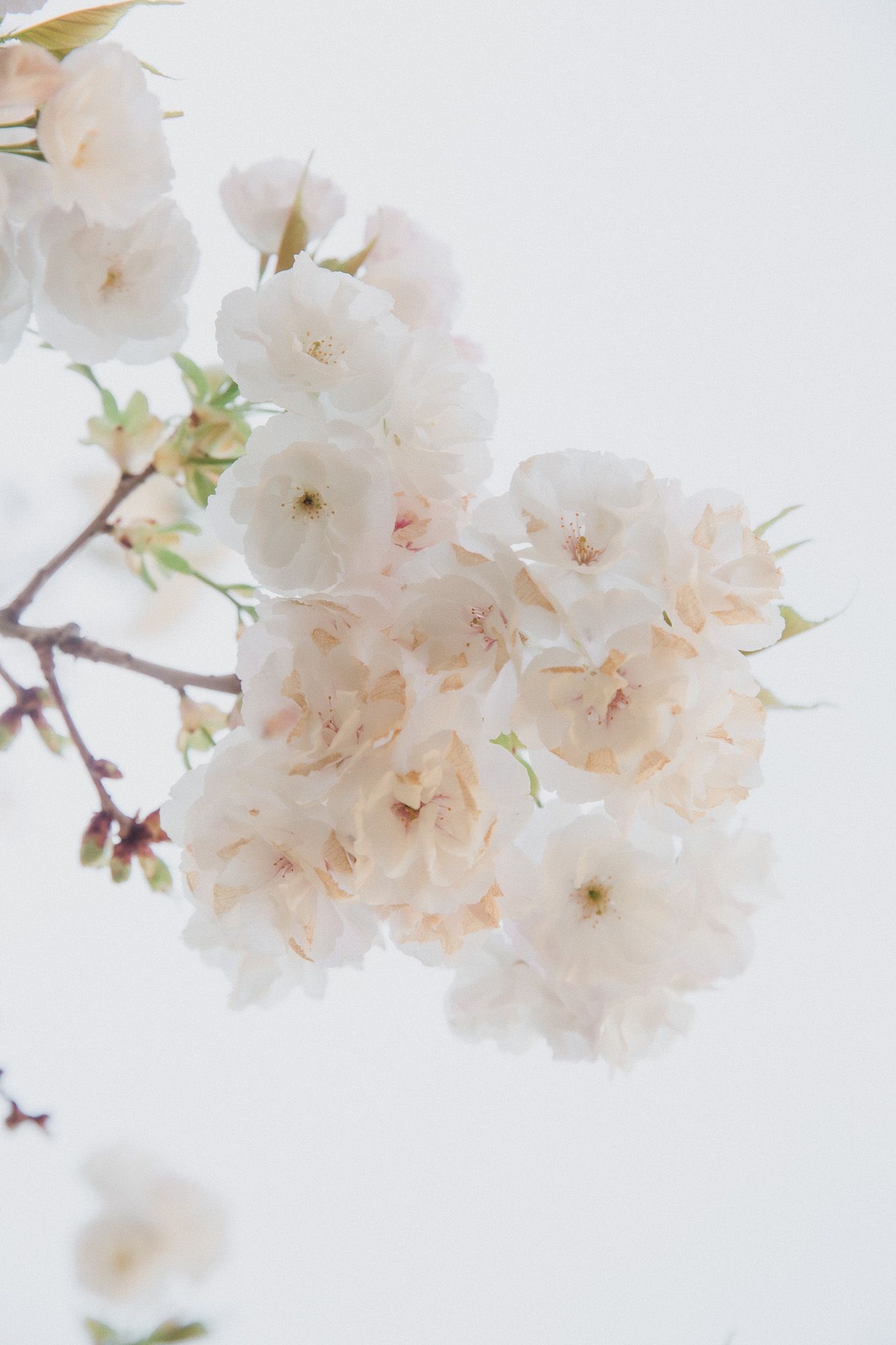 Delicate white cherry blossoms cluster together against a bright, minimalist background.
