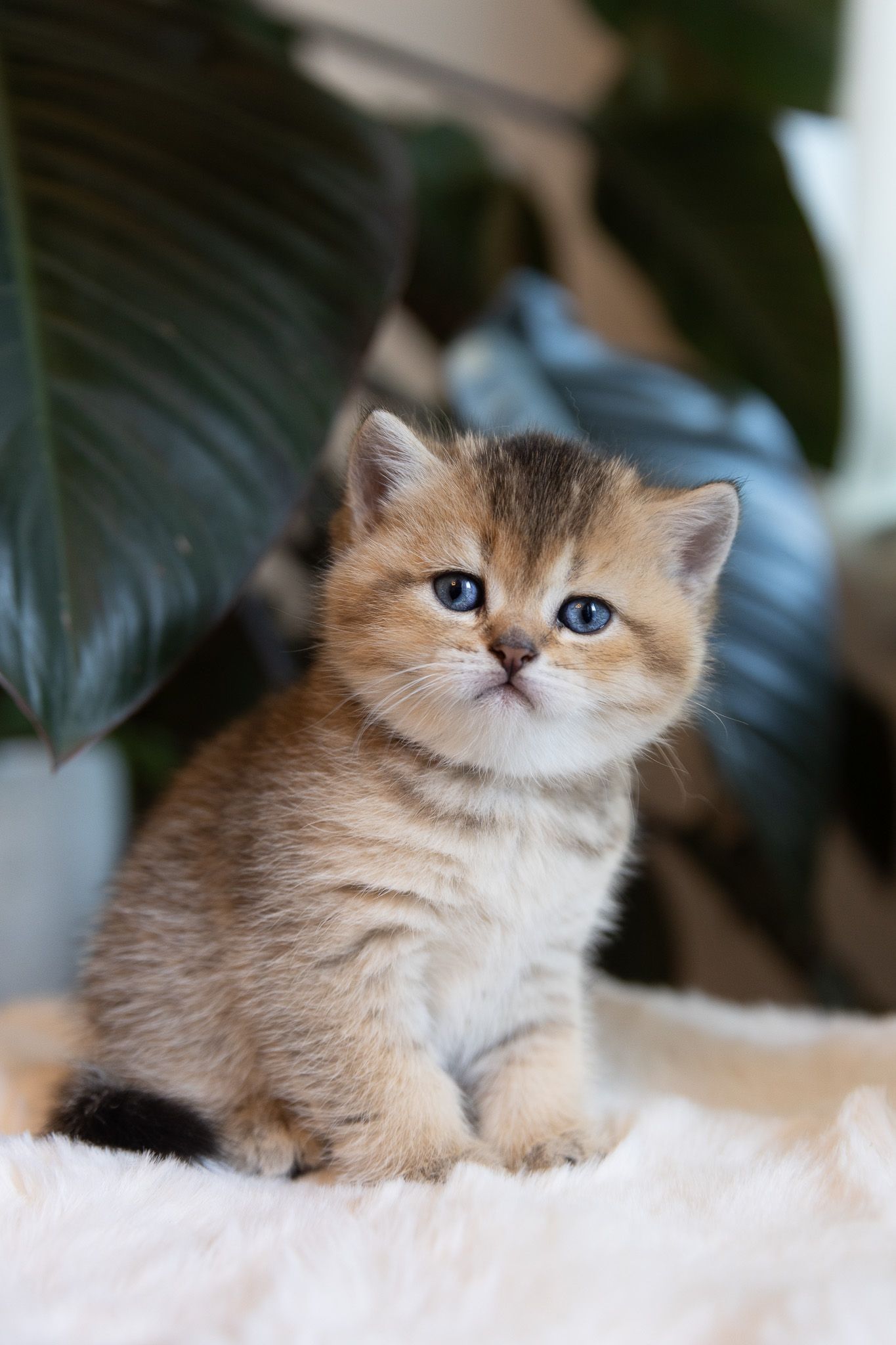 Adorable fluffy golden British Shorthair kitten with blue eyes sitting on white fur blanket near green tropical plants.