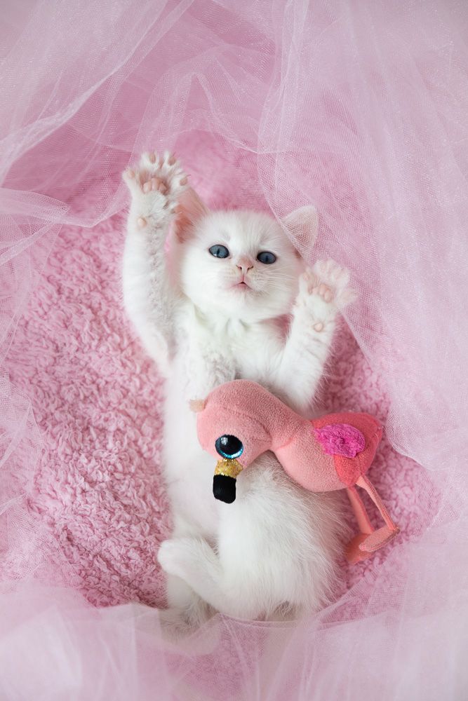 A white kitten plays with a pink flamingo toy on pink tulle fabric.
