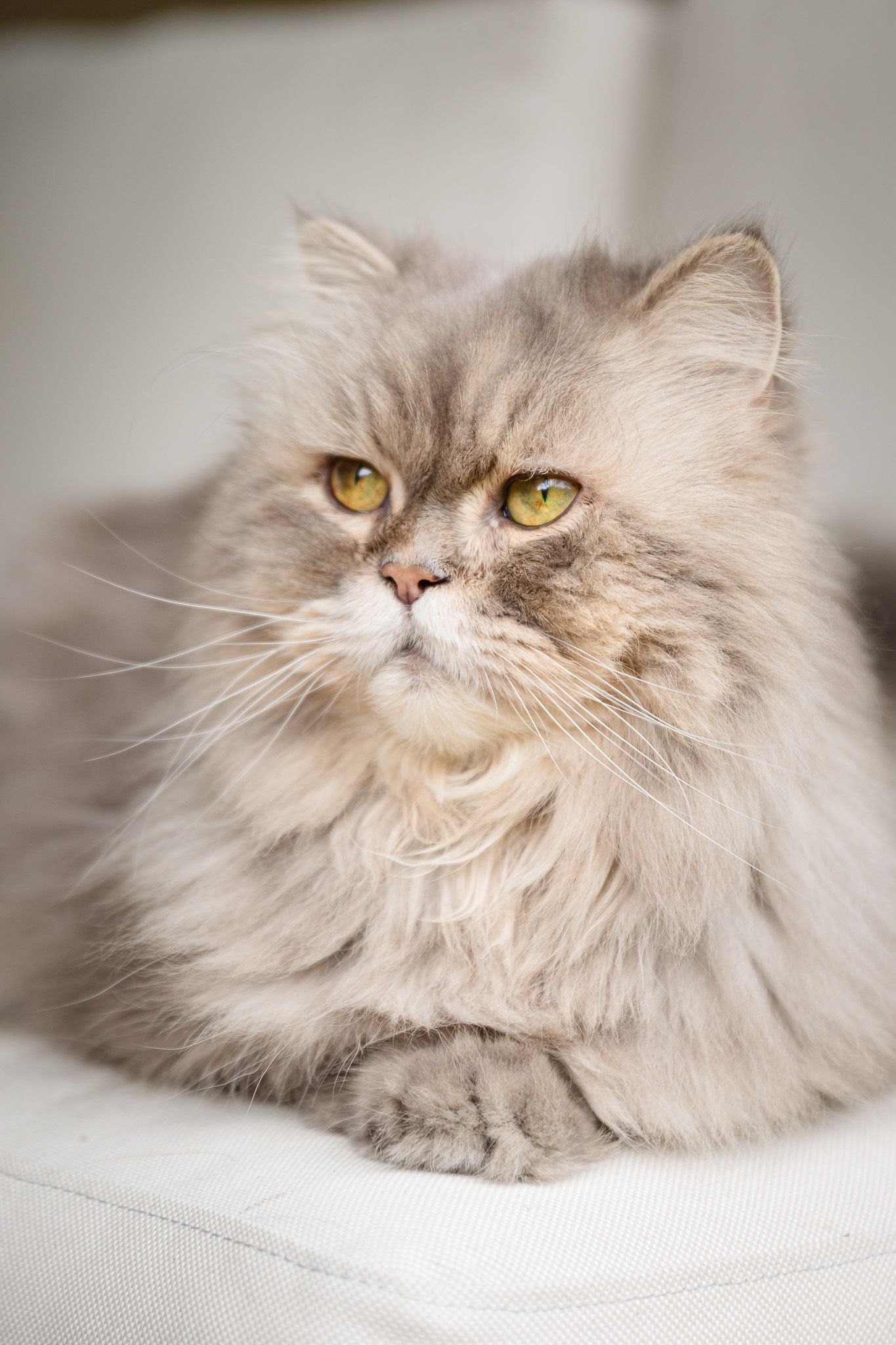 Long-haired grey Persian cat lounging on white fabric with piercing yellow eyes.