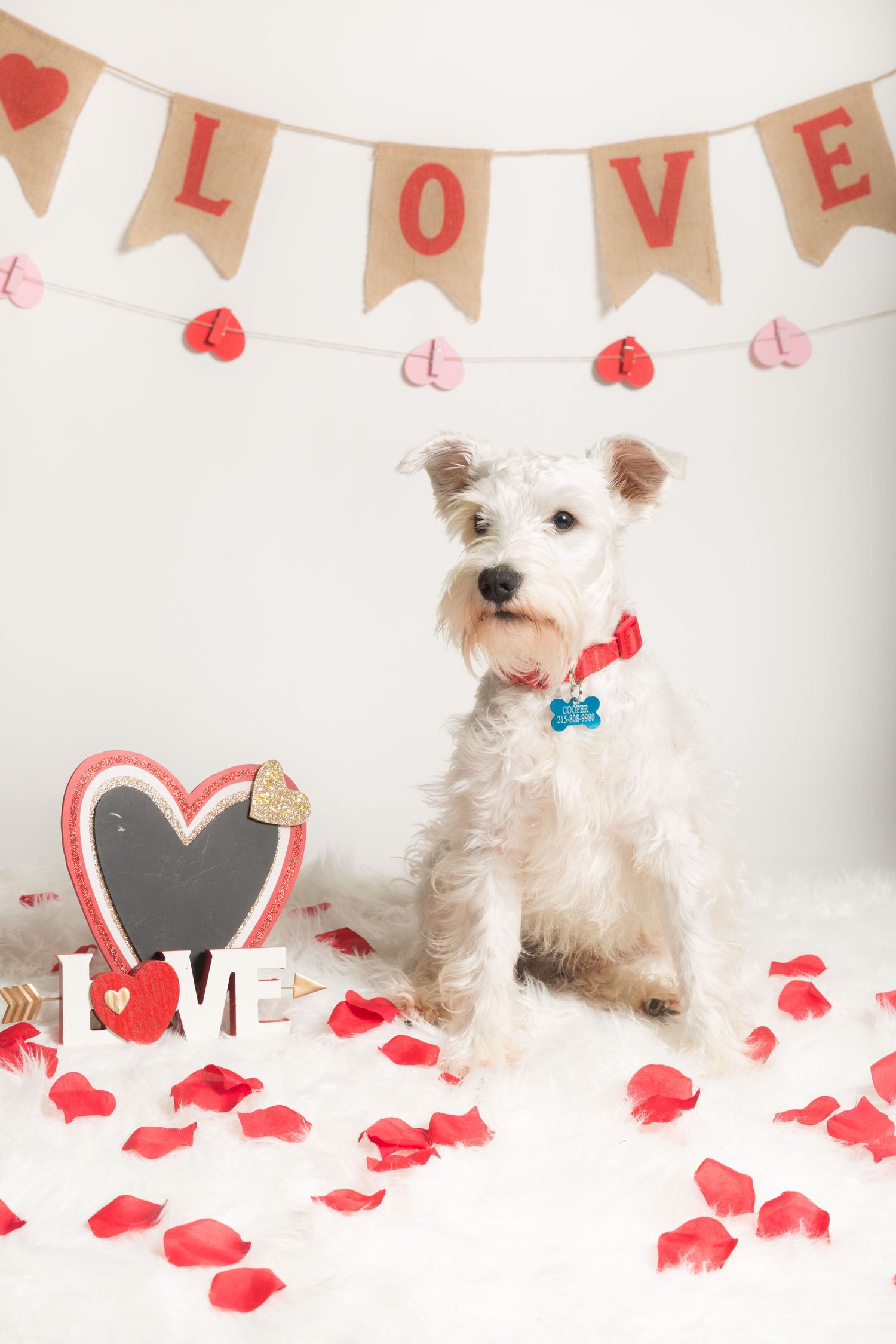 White terrier dog posing under LOVE banner with red rose petals and Valentine's decorations.