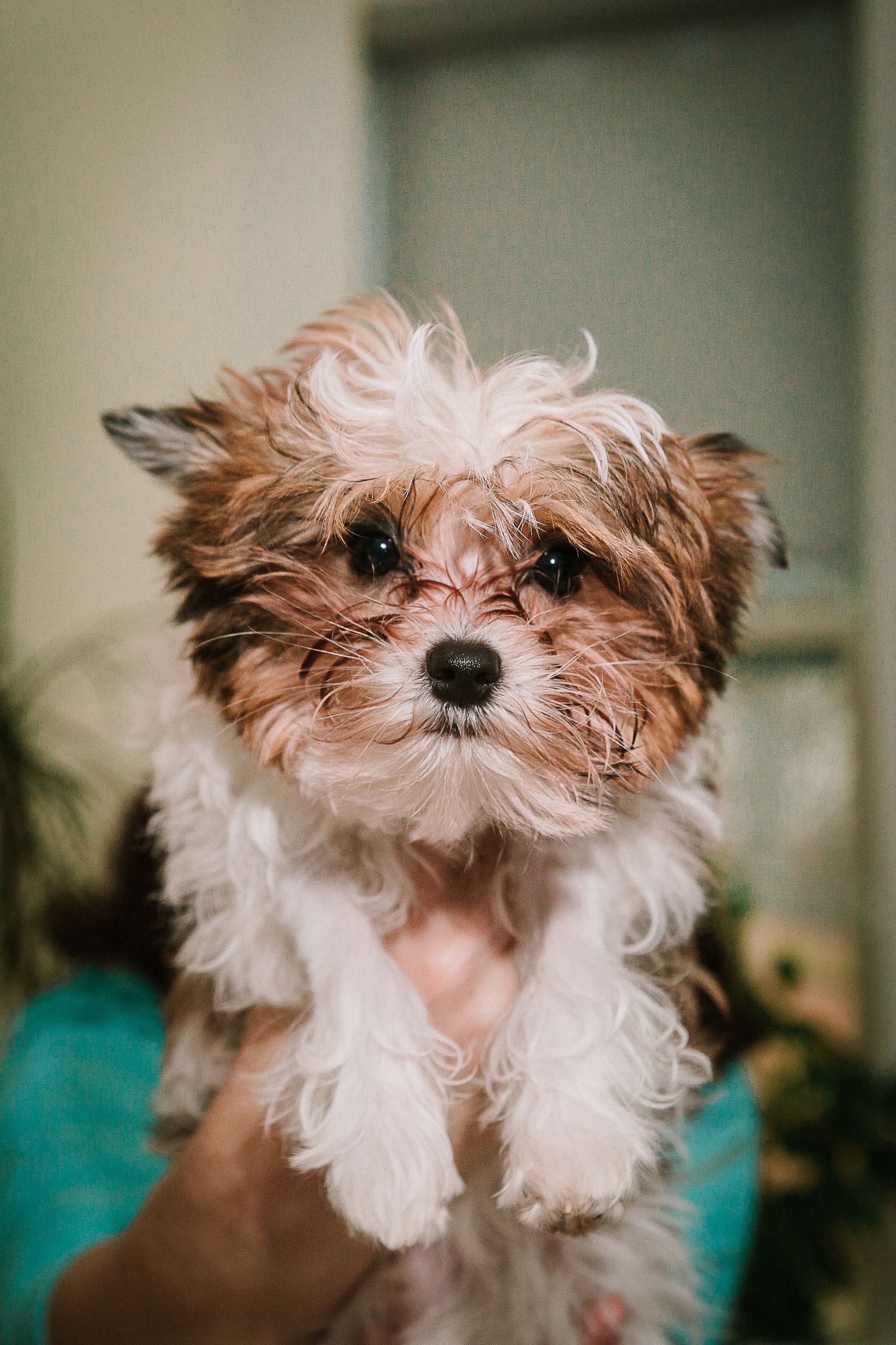 Small fluffy brown and white puppy with shaggy fur looking at camera.