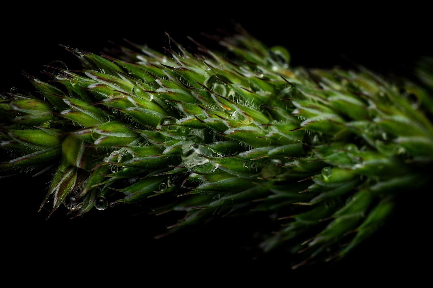 Close-up of dewy grass blades with water droplets in morning light.
