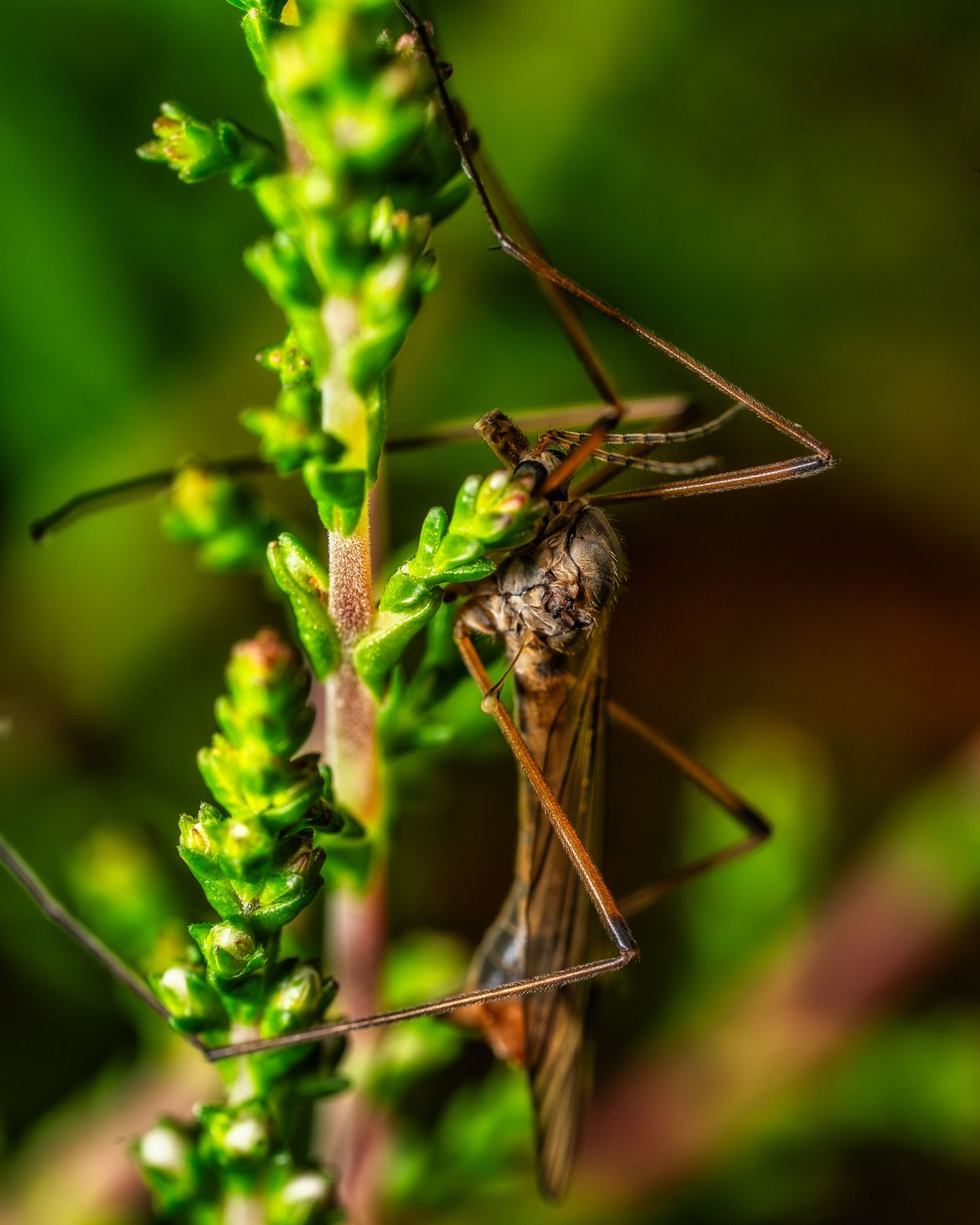 Crane fly perched on green plant with detailed view of its long legs and segmented body.