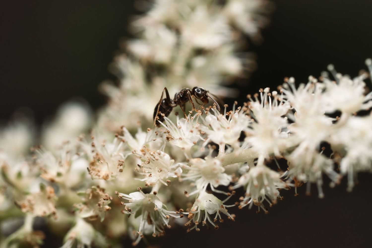Honey bee collecting nectar from delicate white flower blossoms.