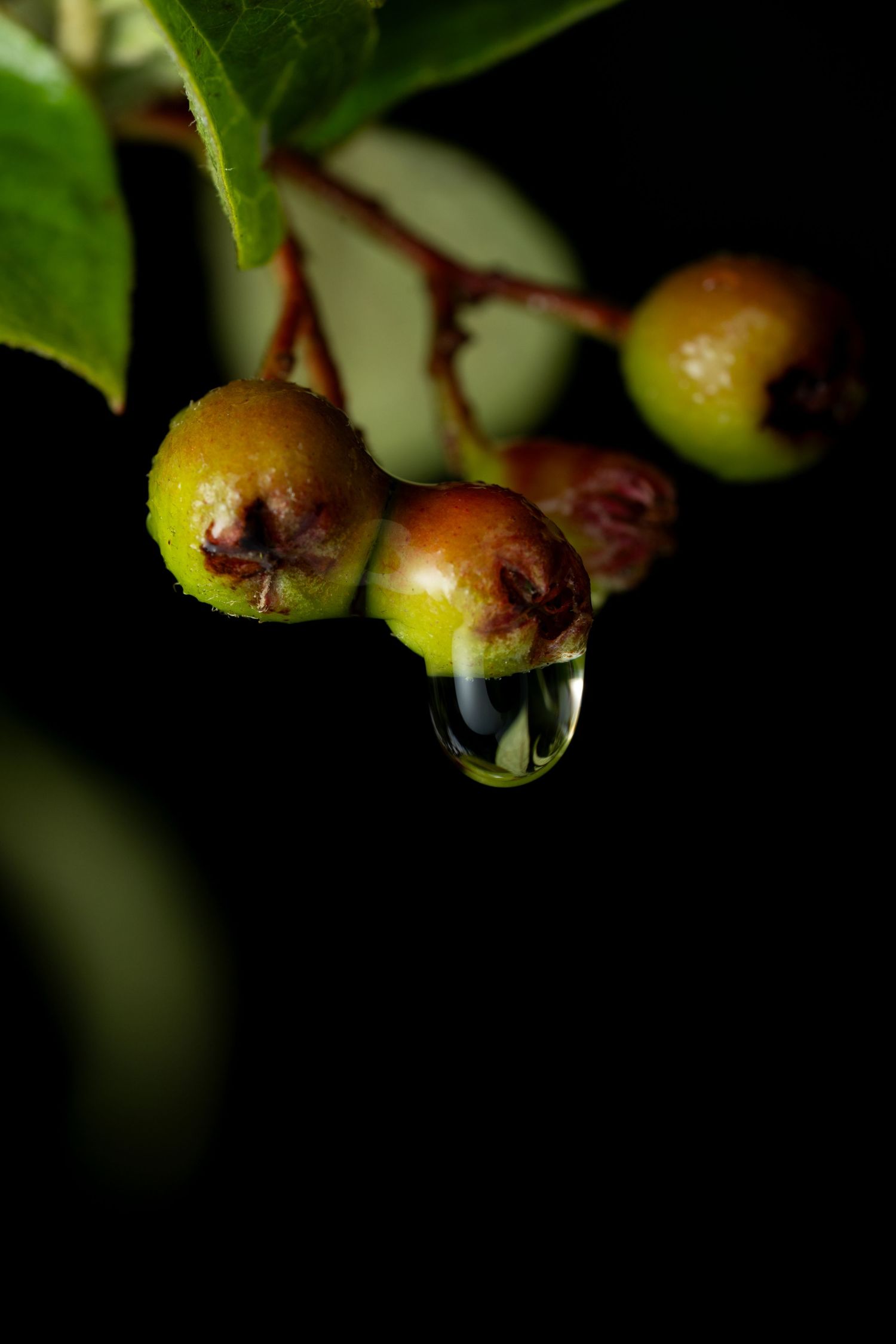 Small green berries with water droplet hanging beneath them against dark background.