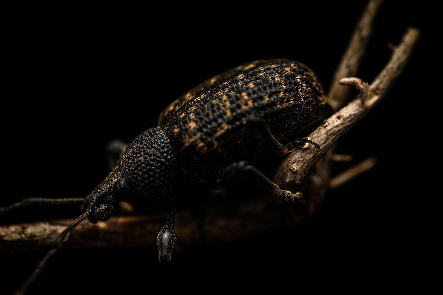 Close-up of a dark patterned weevil beetle on a branch in low light.