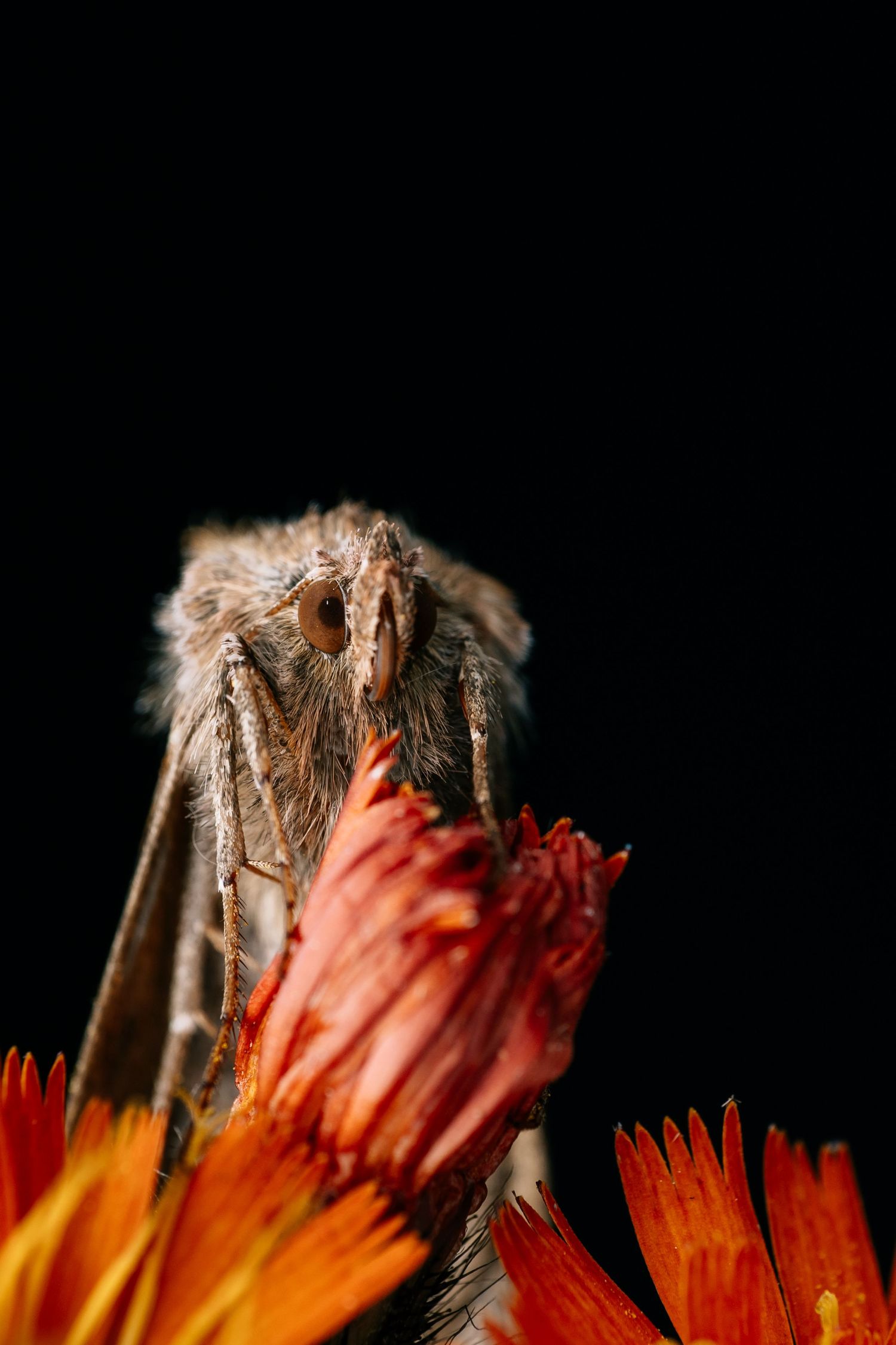 Extreme close-up of an insect on red-orange flower petals against black background.