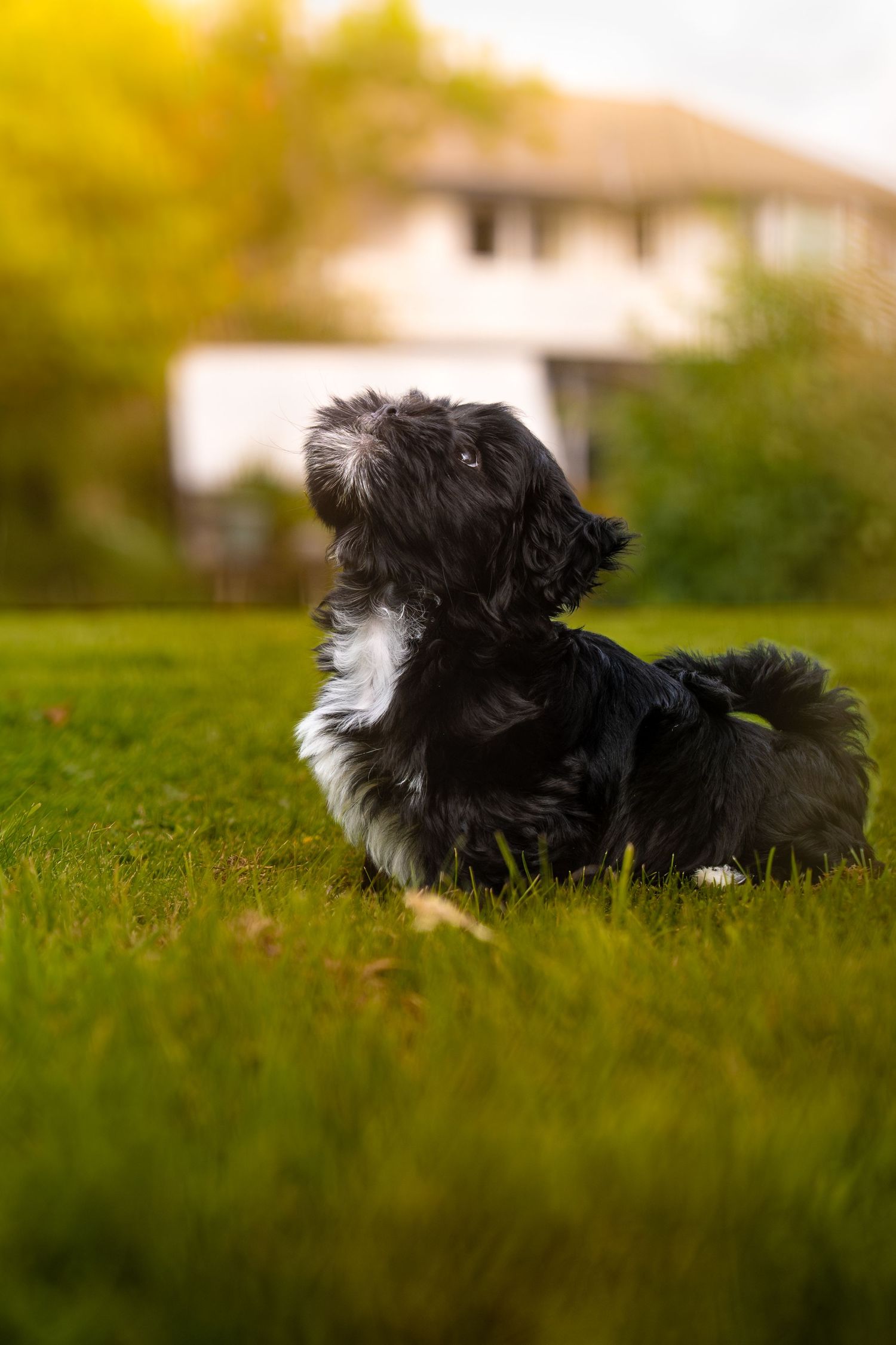 A black and white dog with shaggy fur lies on green grass with a blurred house in the background.