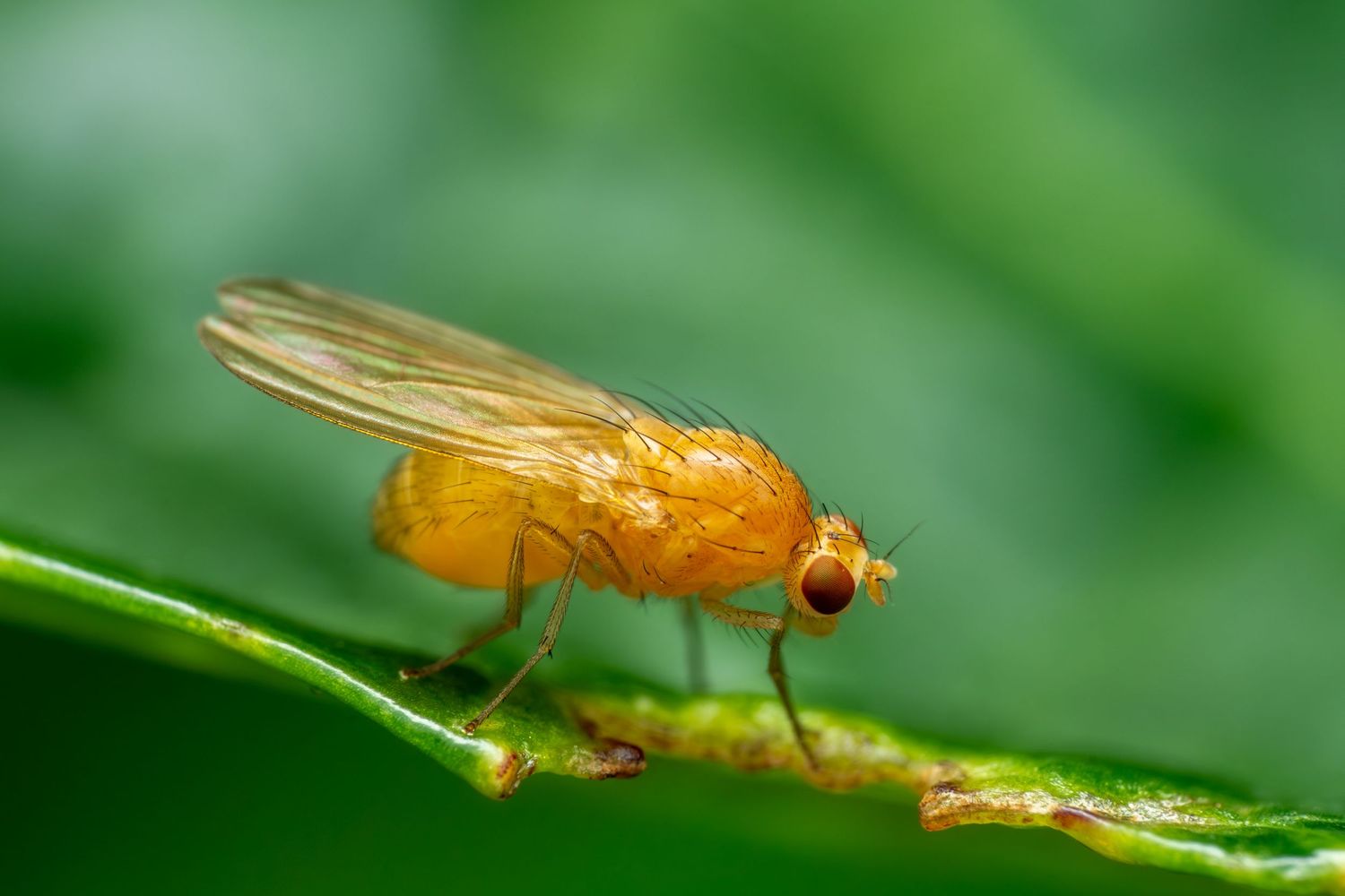 Close-up of an orange fruit fly perched on a green leaf in natural light.
