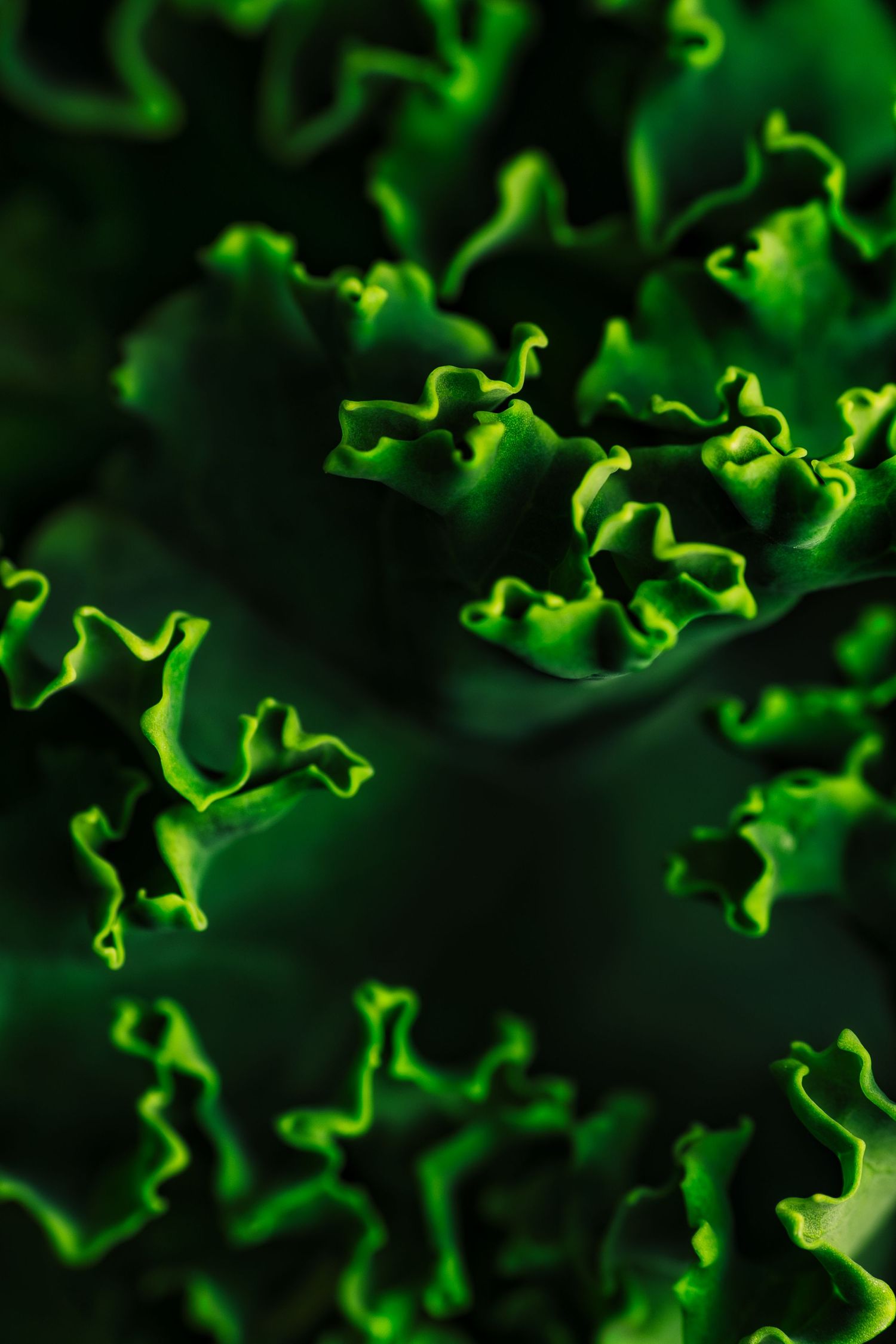 Detailed view of ruffled green lettuce leaves creating abstract patterns.