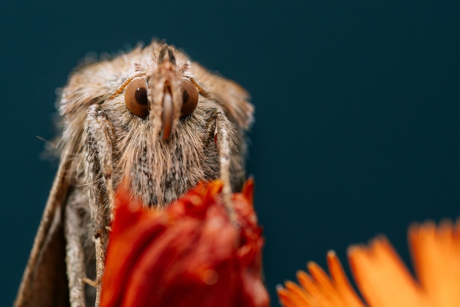 Detailed macro shot of a moth's face showing intricate fur patterns against a dark backdrop.