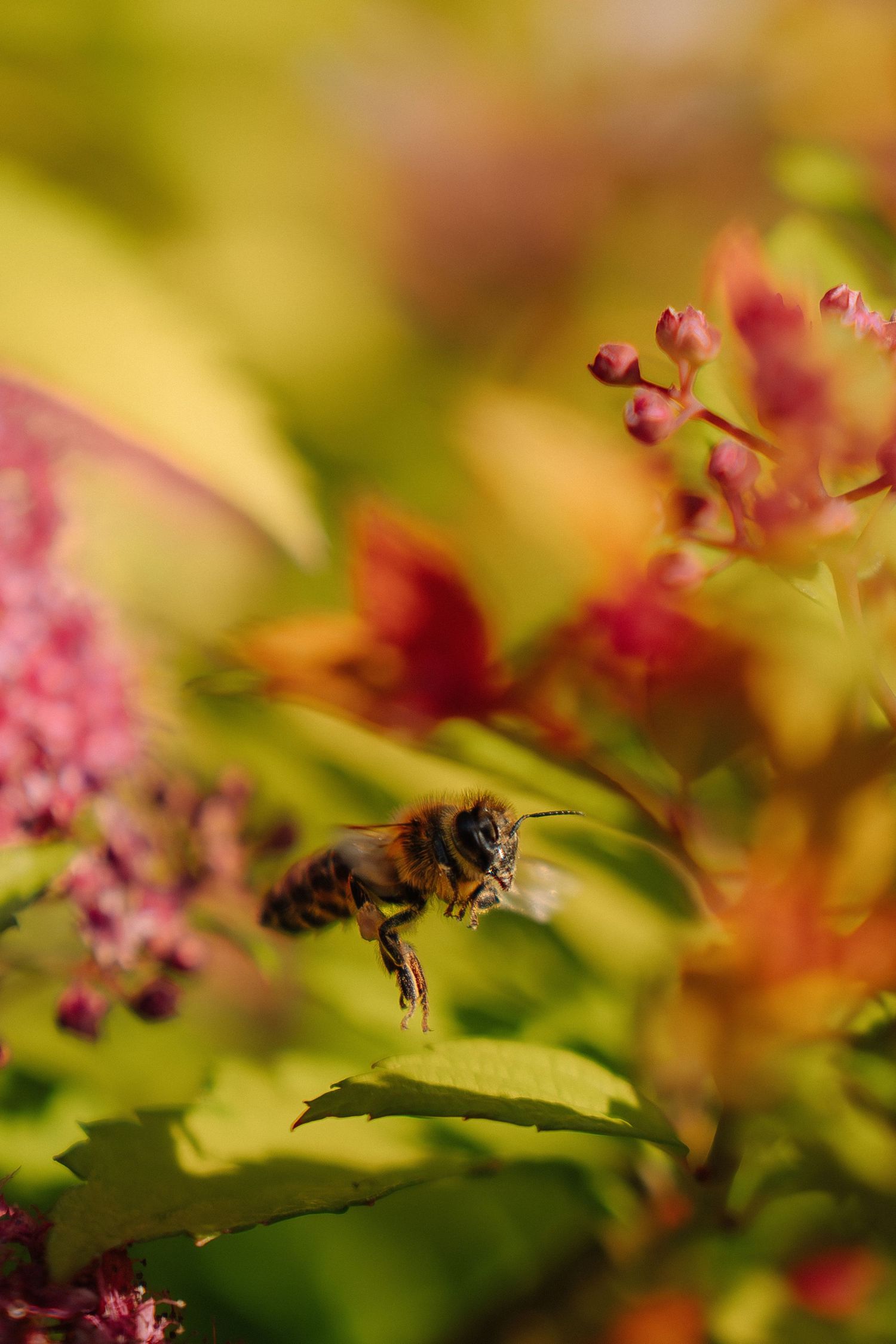 Bee hovering near pink flowers in autumn garden with soft bokeh background.