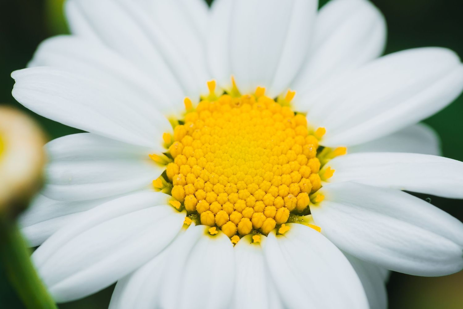 Detailed macro shot of a white daisy flower with bright yellow center against dark background.