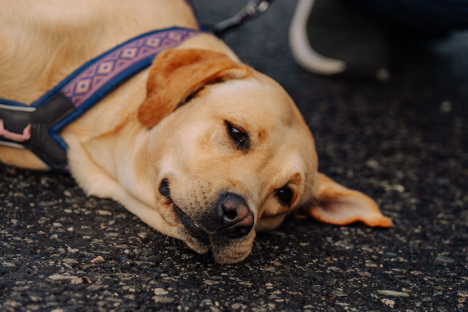 A tired yellow Labrador retriever with blue collar lies on dark asphalt ground.