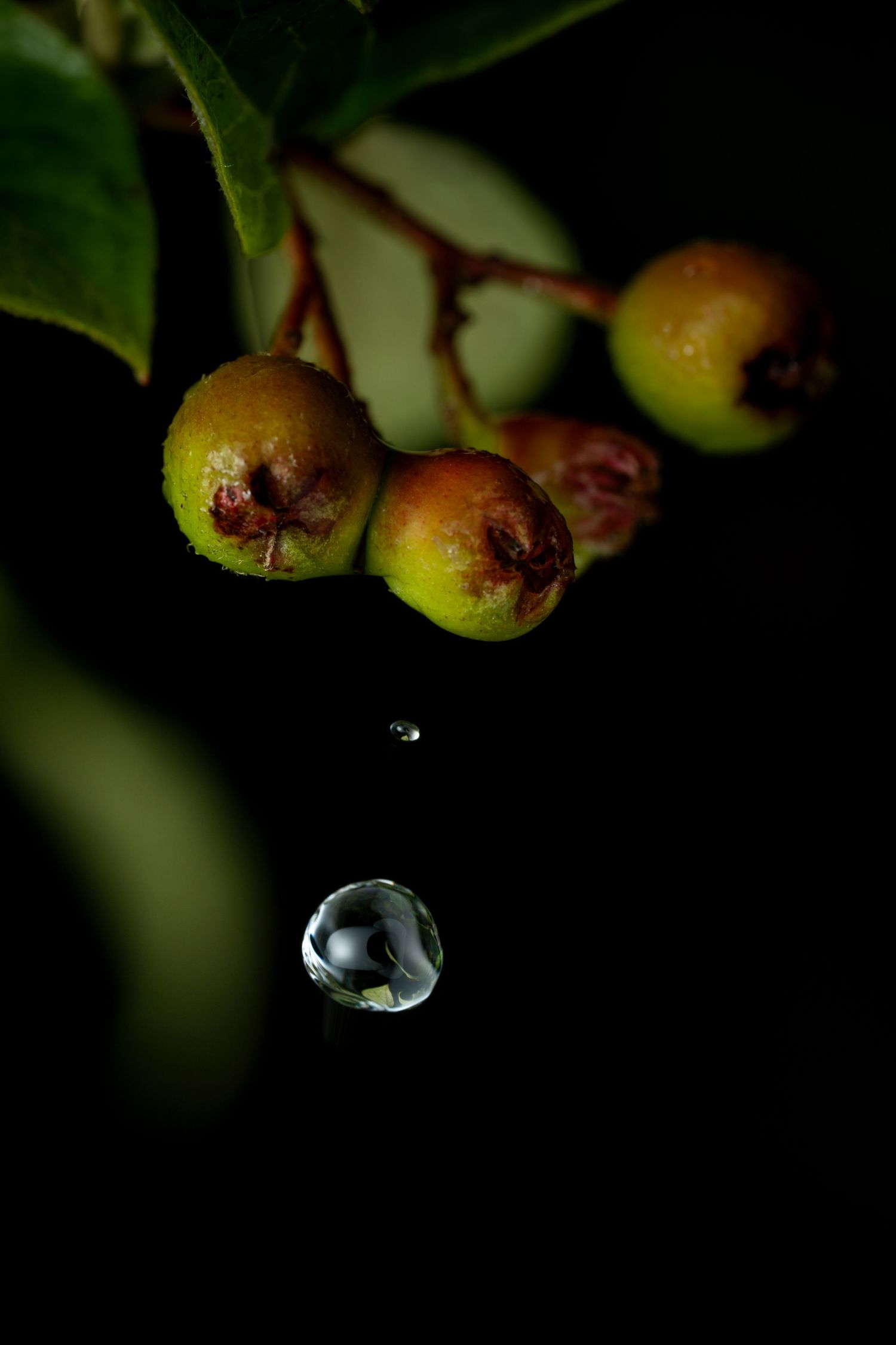 Water droplet falling from small green and red fruits on a dark background.