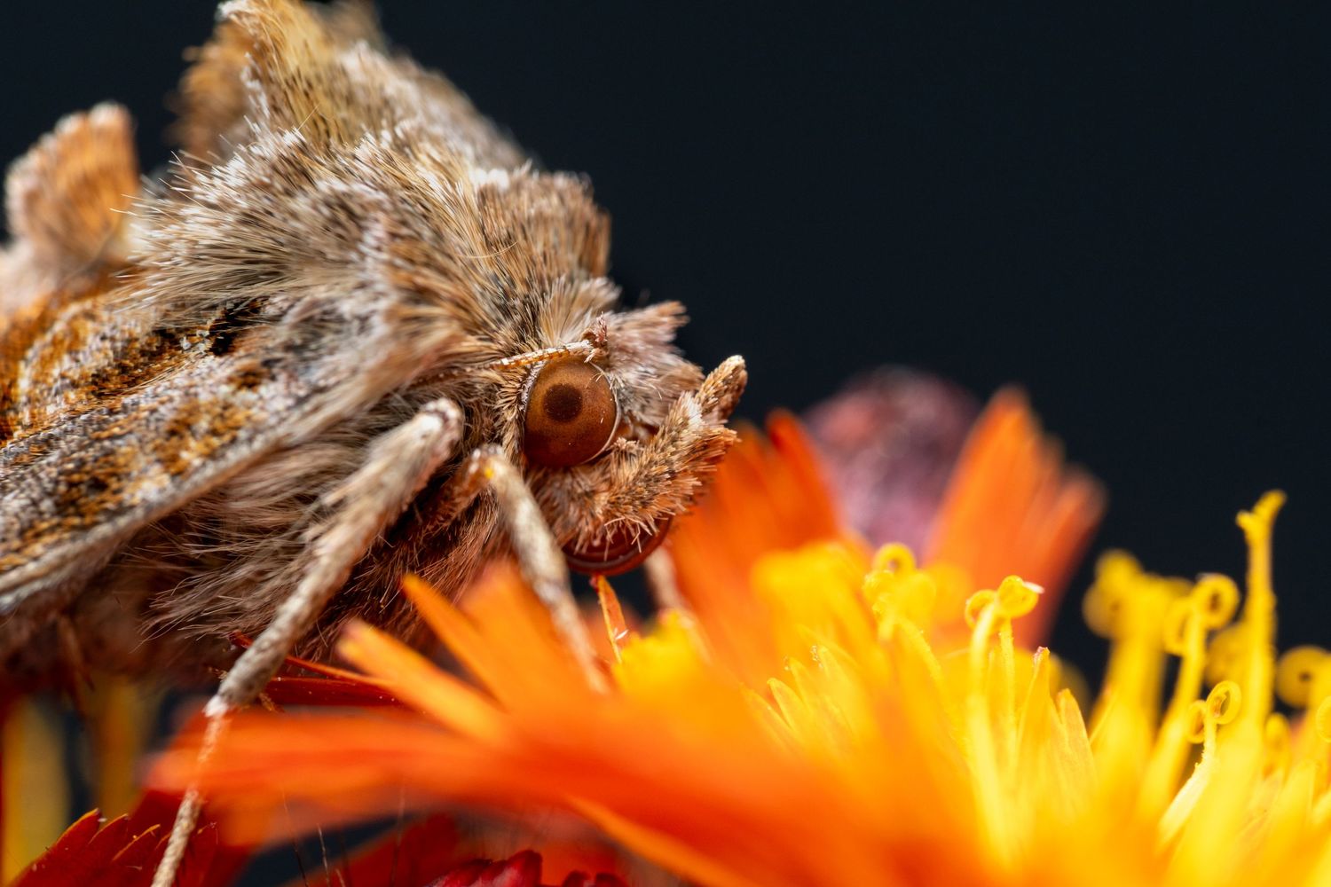 Detailed close-up of a moth's fuzzy face near bright orange flower petals.