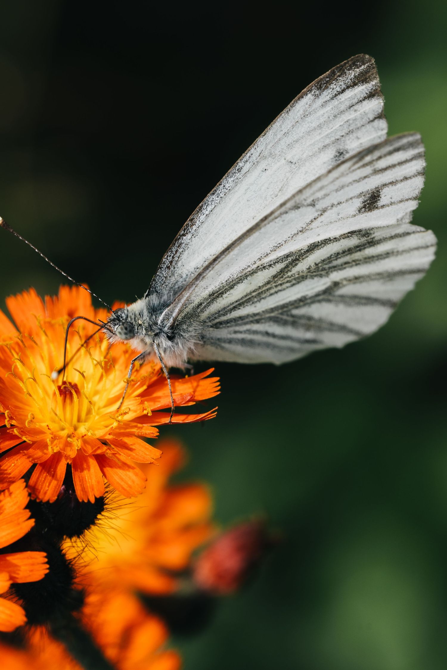 White butterfly resting on a bright orange flower in macro photography.