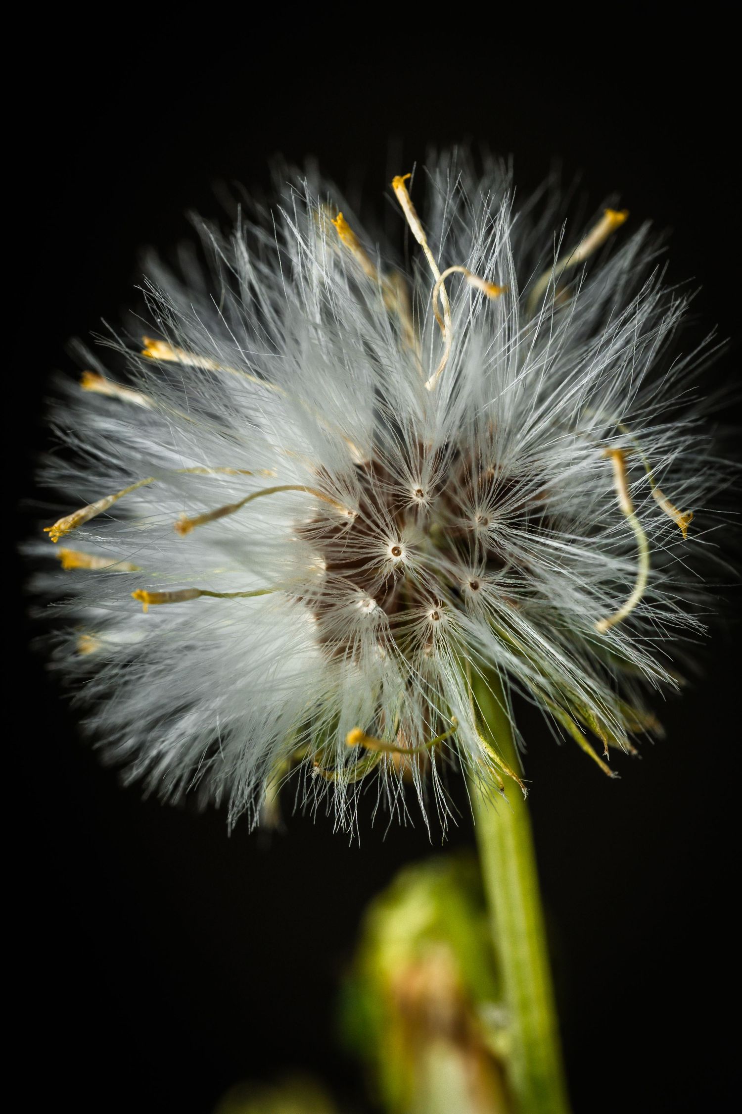 Delicate white dandelion seedhead with fluffy seeds ready to disperse.
