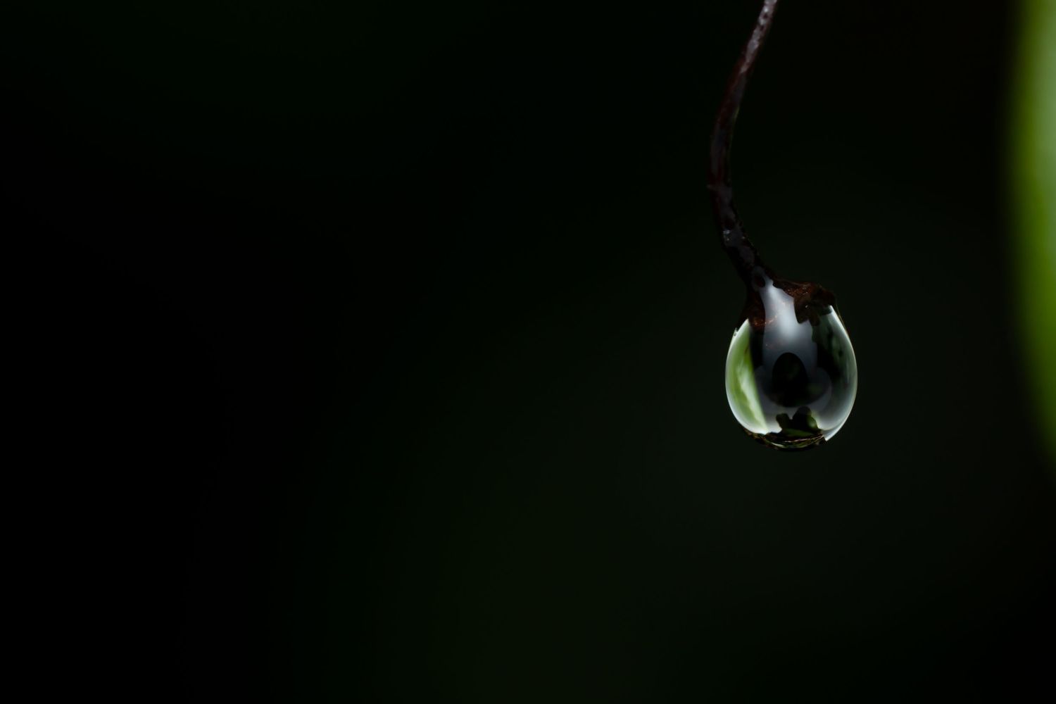 Dramatic close-up of a water droplet suspended on a dark stem.