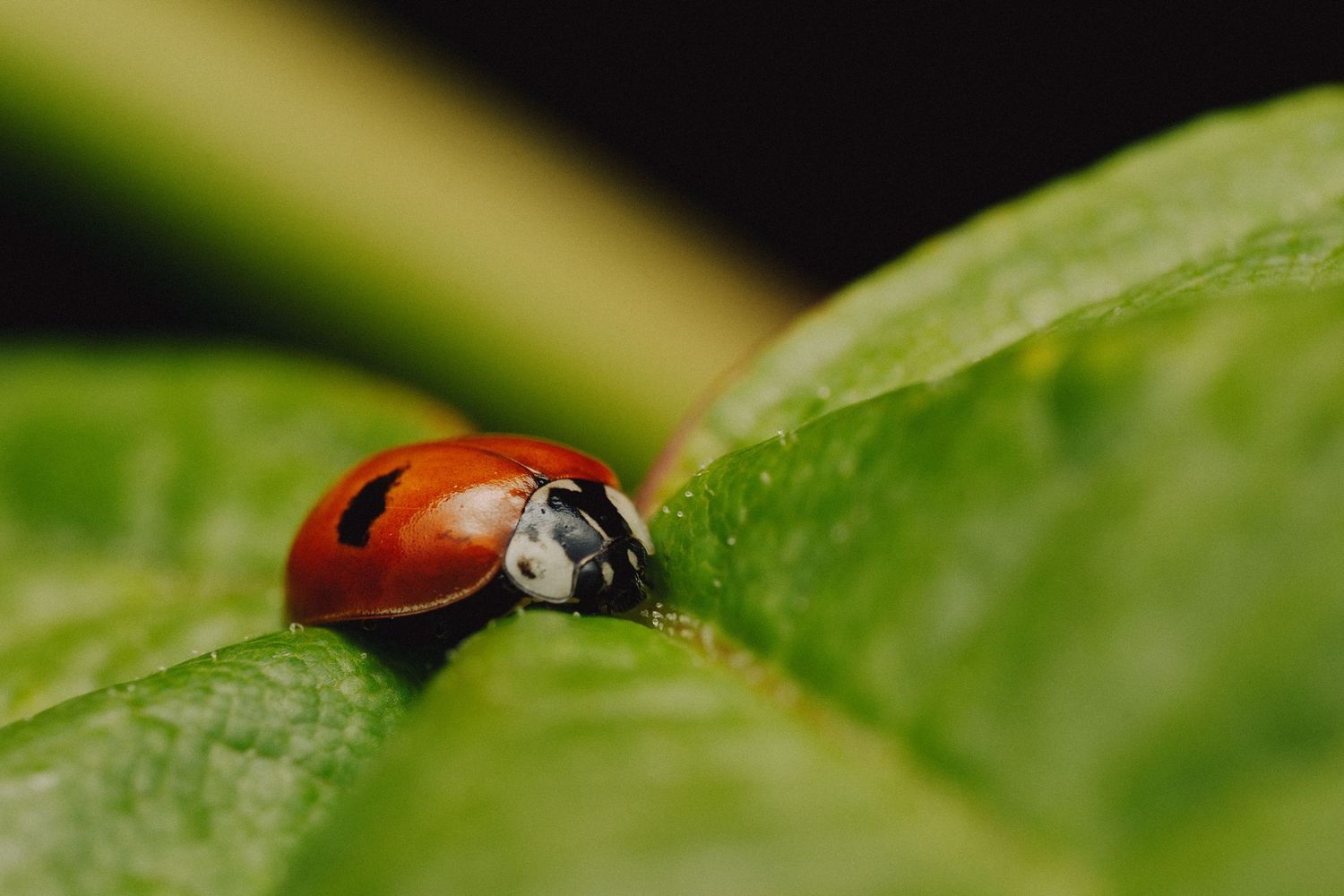 Macro shot of ladybug crawling on textured green leaf surface.