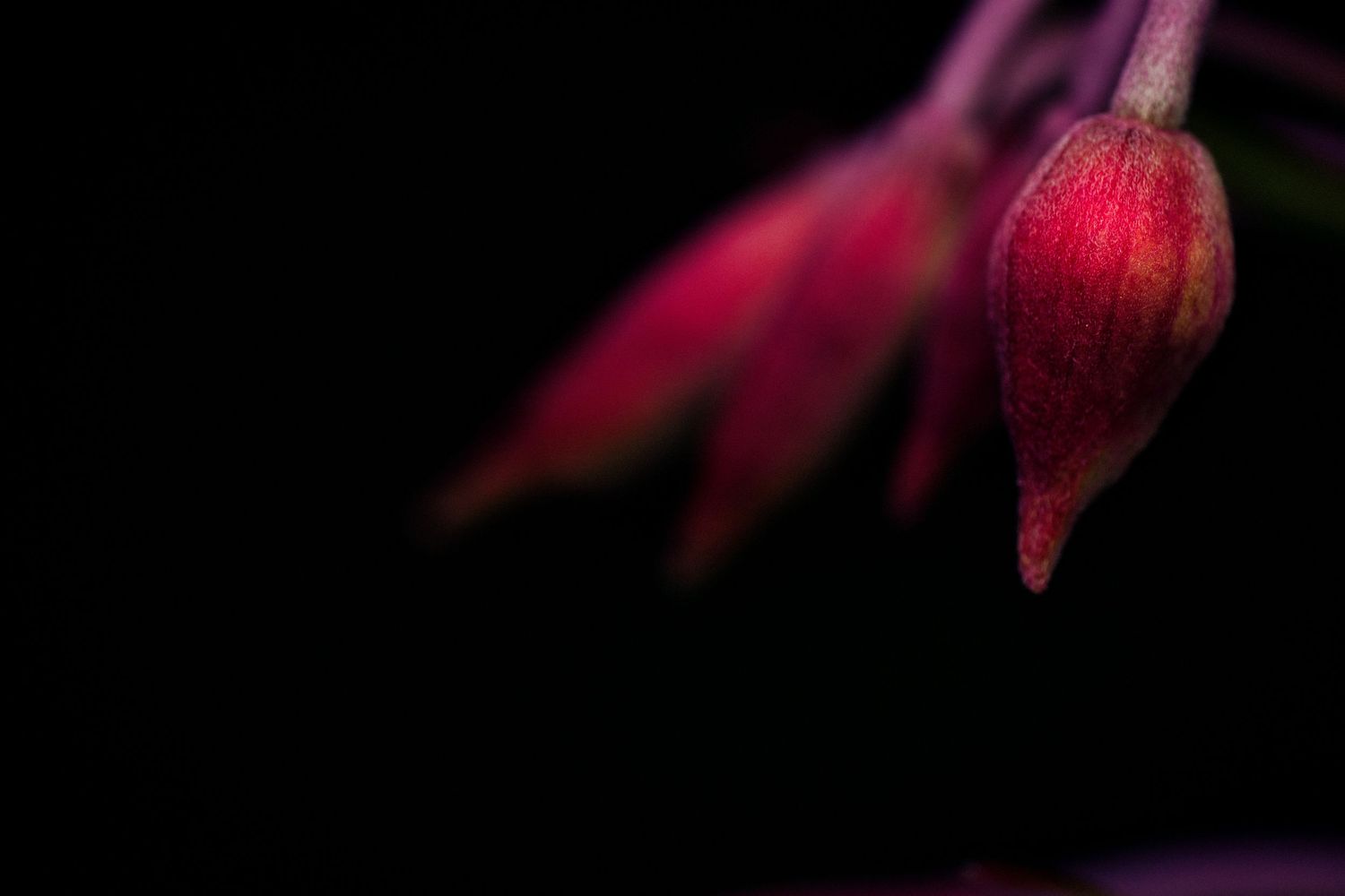 Deep red flower buds emerging from darkness in soft focus.