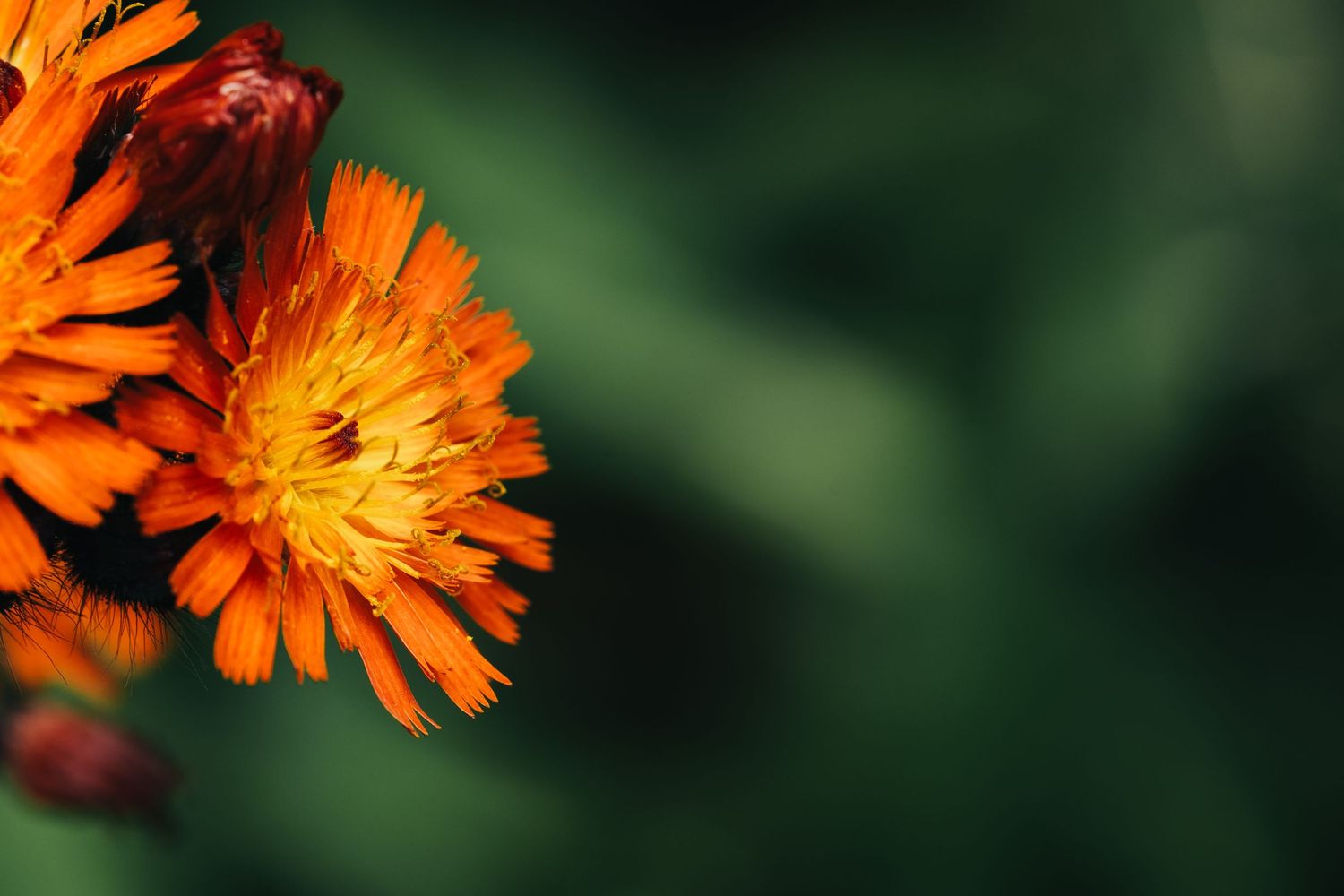 Close-up macro shot of a vibrant orange marigold flower against a dark green background.