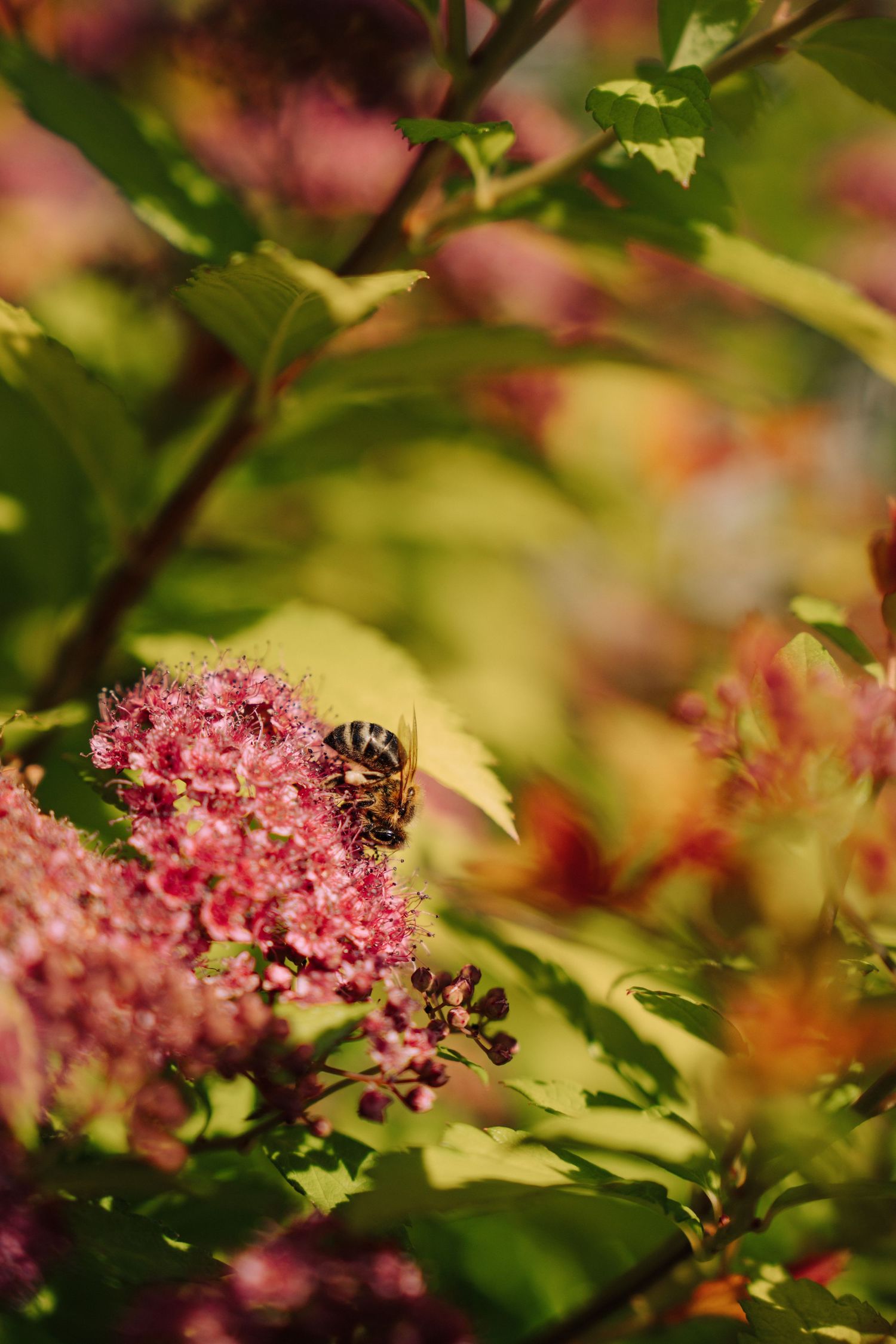 Close-up of a bee gathering pollen from delicate pink spirea blossoms with green foliage.