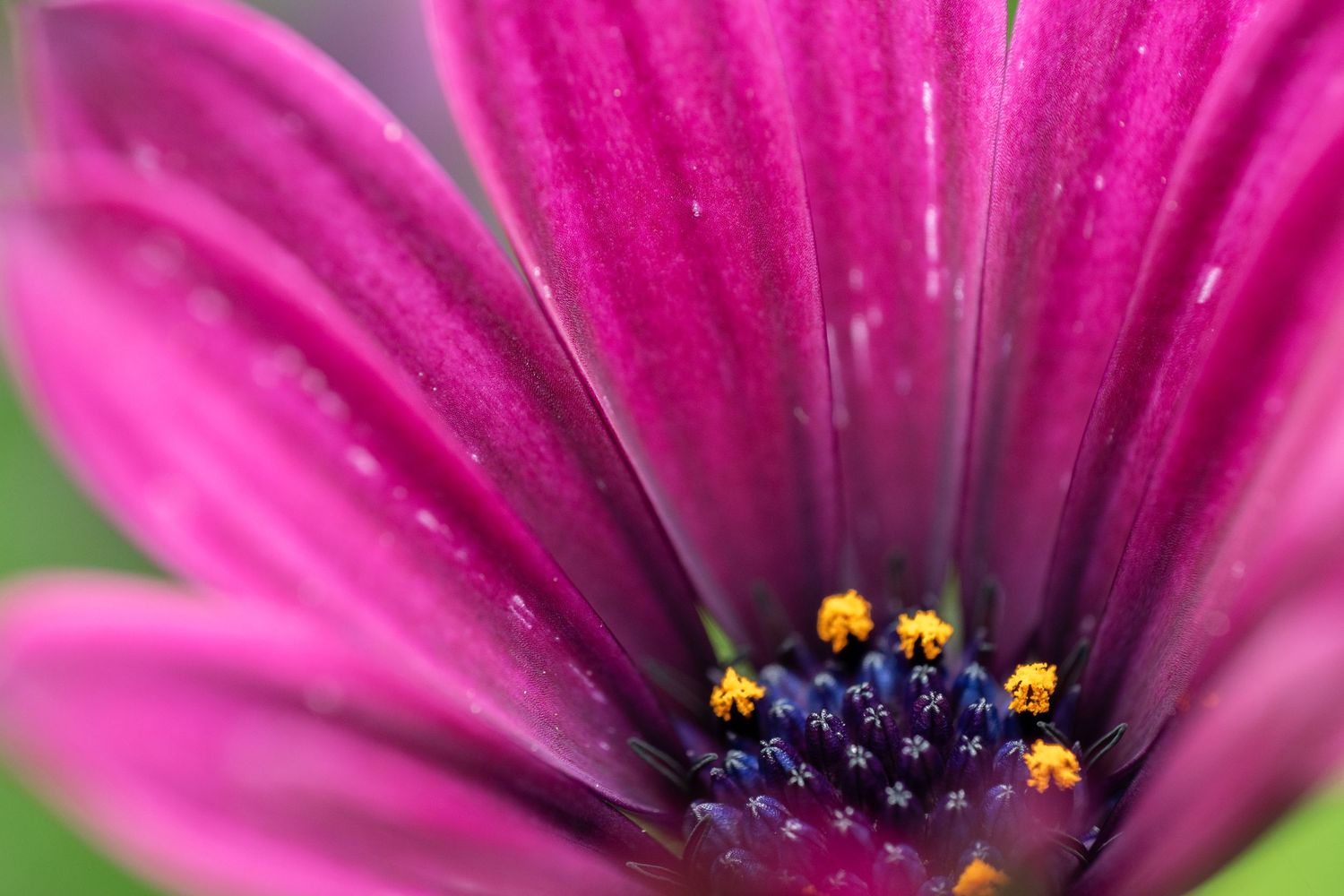 Macro shot of a pink daisy flower center showing detailed stamens and purple hues.