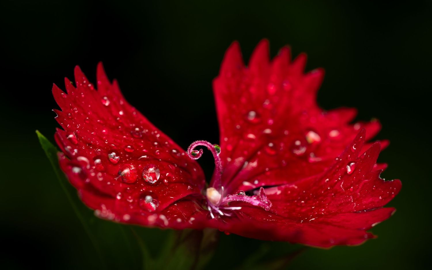 A series of six macro photographs showing vibrant red petals with water droplets against a dark background.