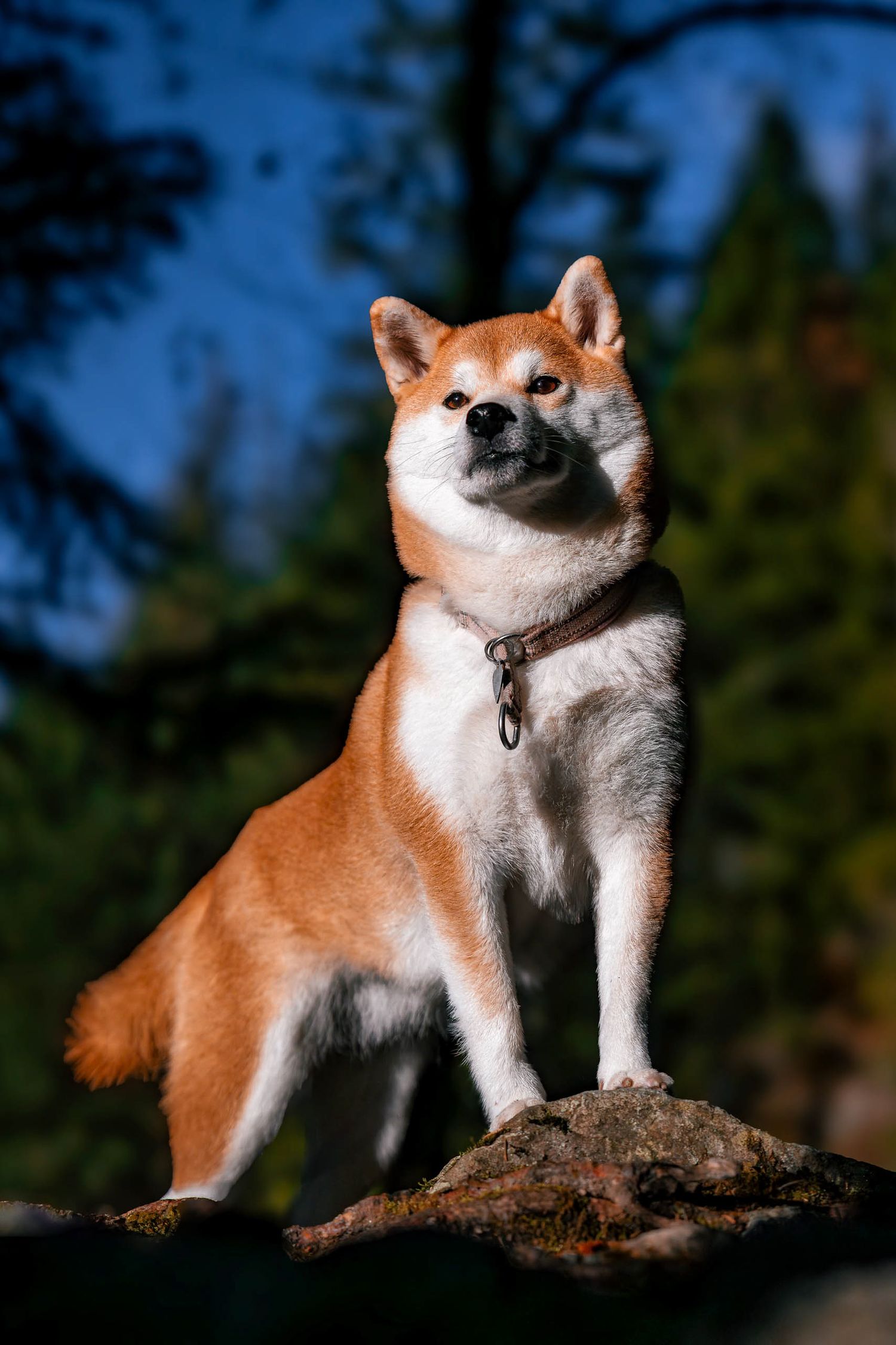 A proud Shiba Inu dog stands majestically on a rock with blue sky and trees in the background.