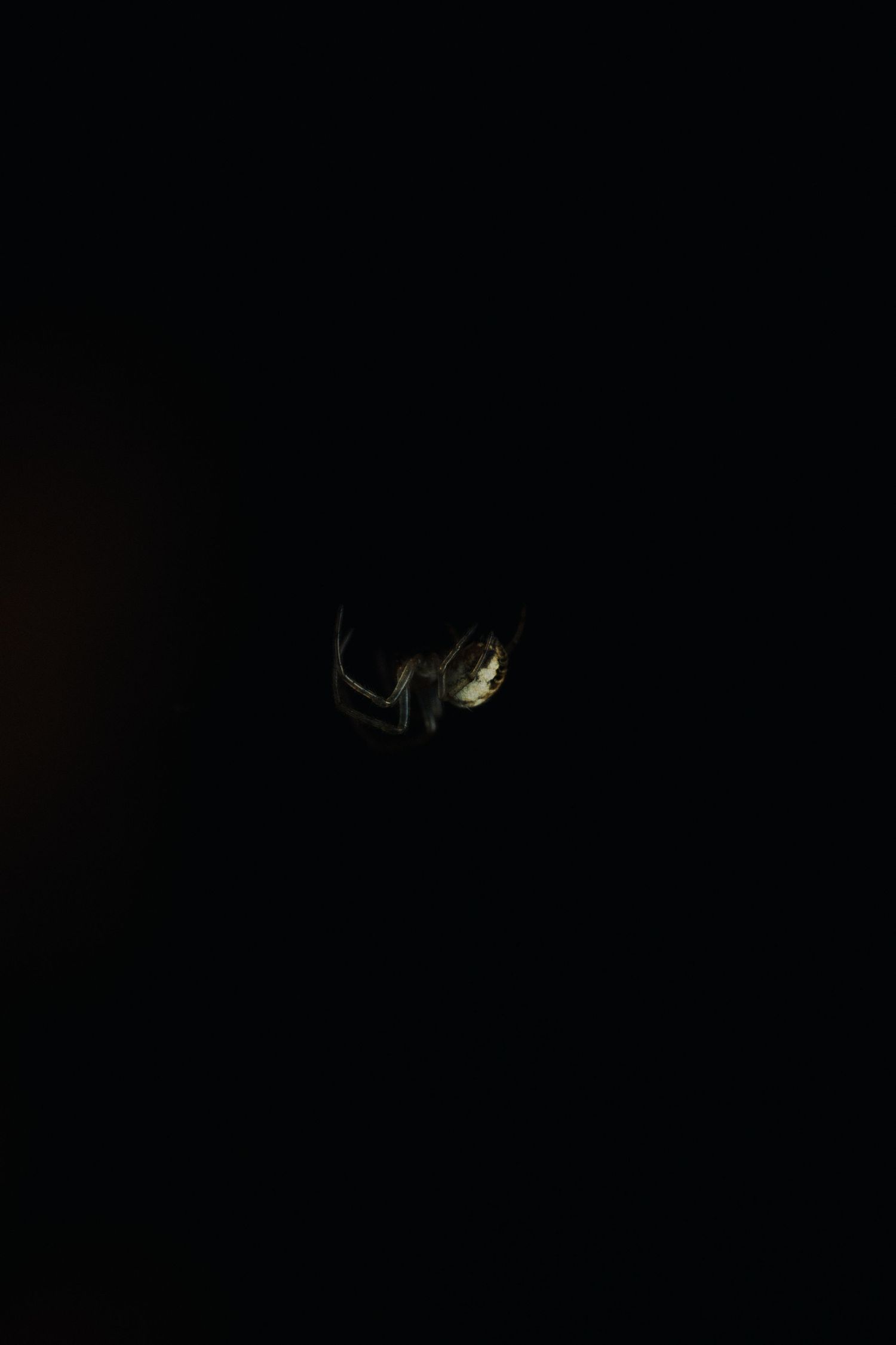 Spider silhouette illuminated in darkness while suspended on web.
