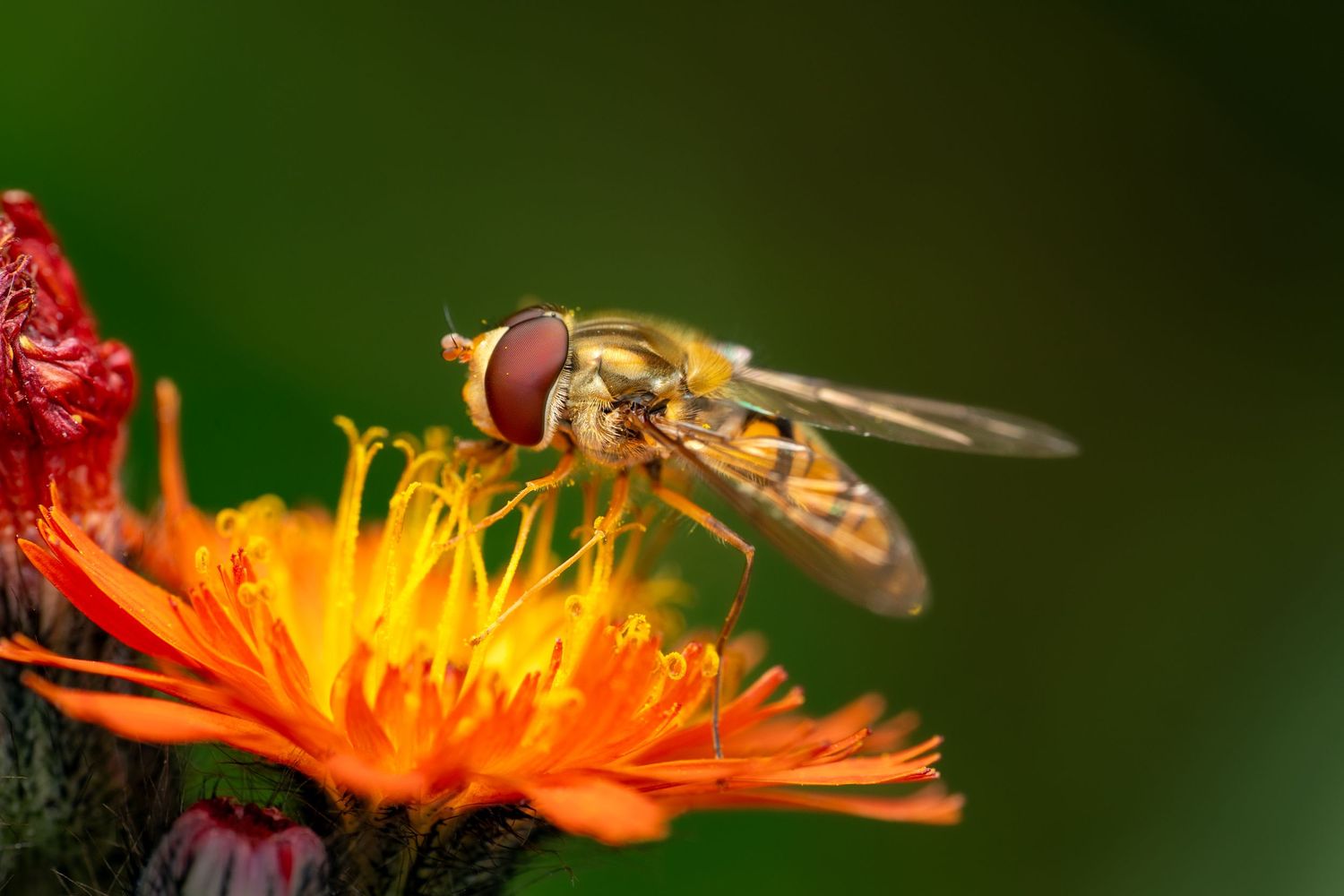 Detailed macro photography of a marmalade hoverfly feeding on an orange flower.