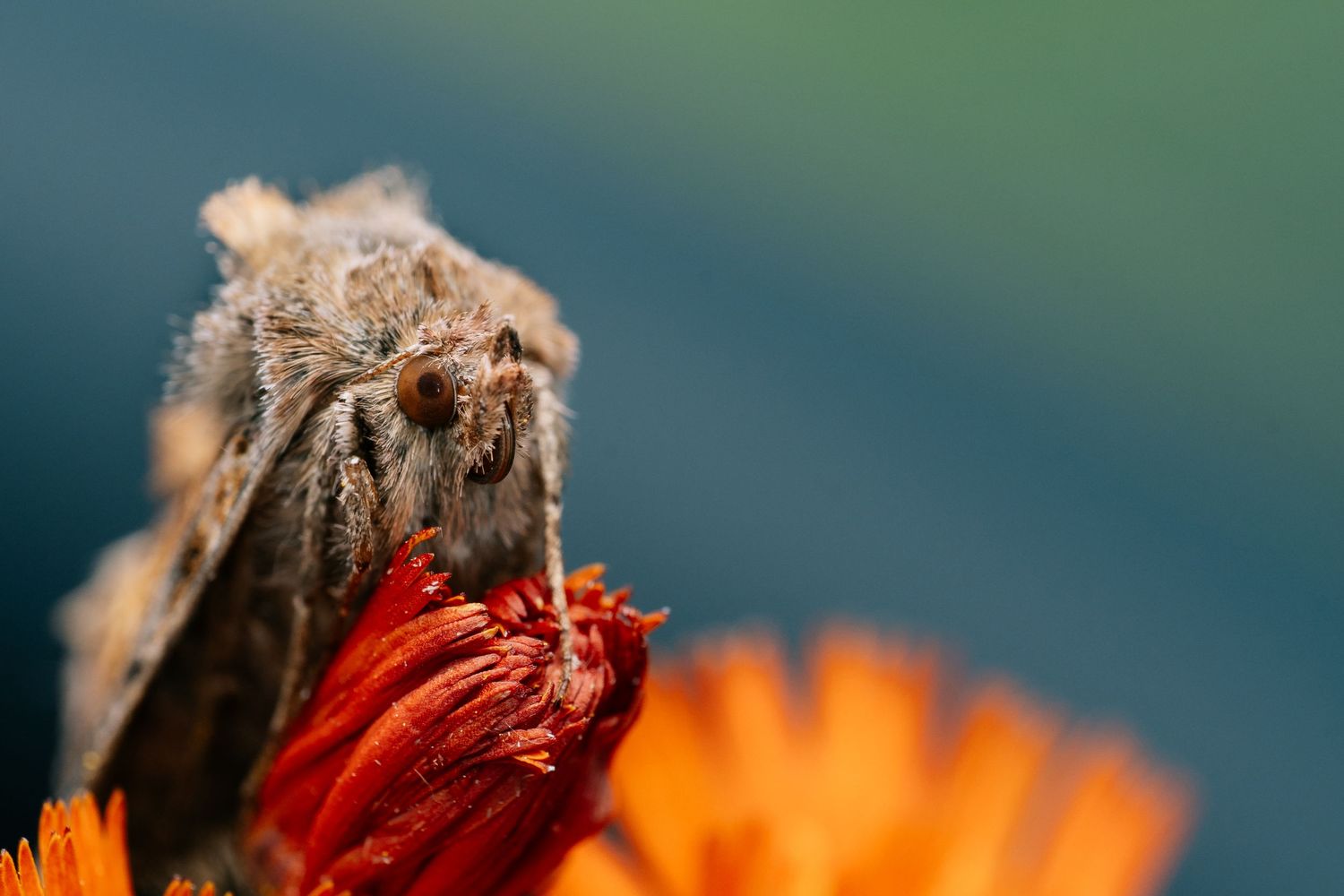Macro photography of a fuzzy pollinator insect on an orange flower.